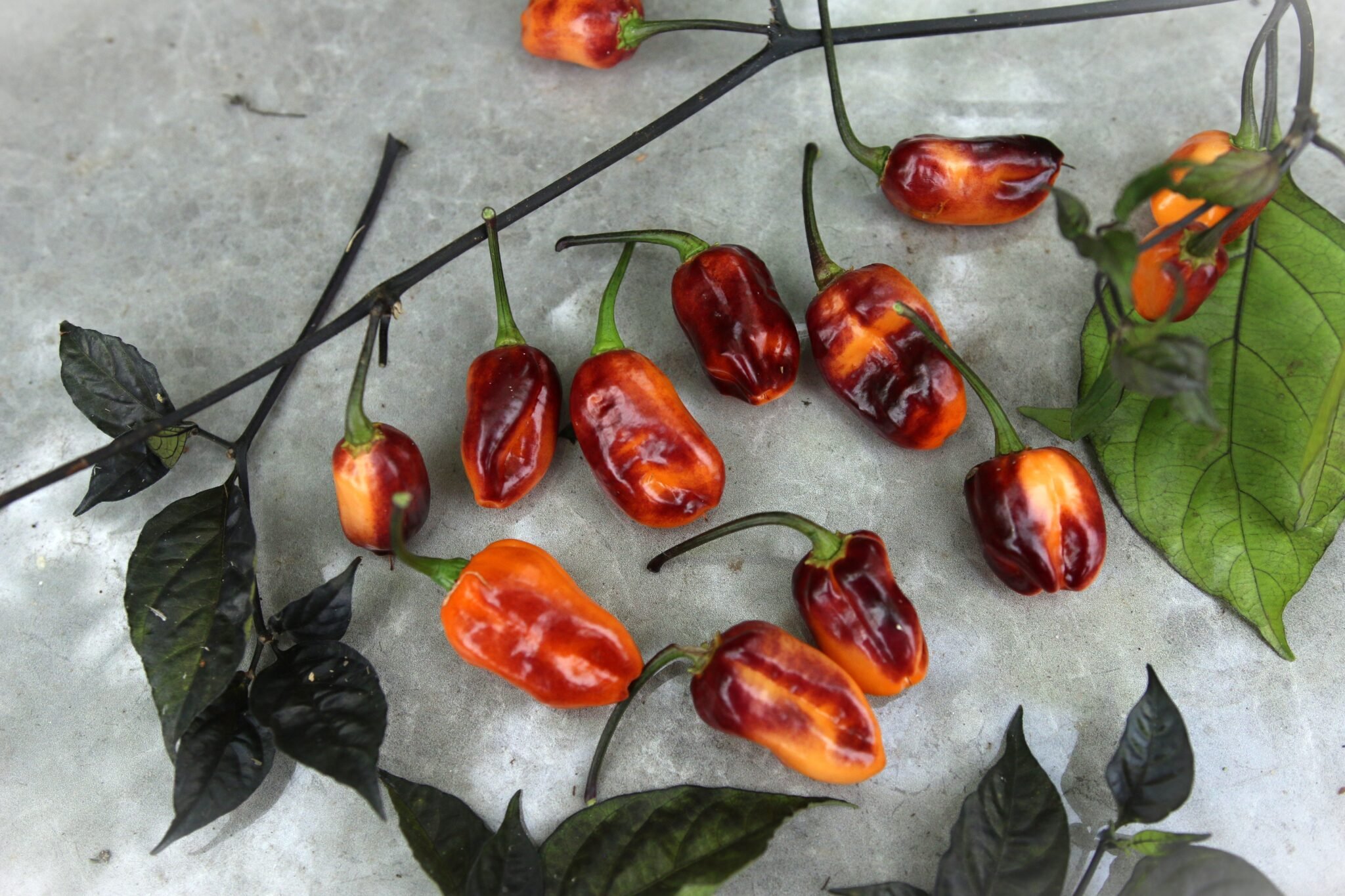 Köp Olho De Mutum - Chilifrön online hos Svenska Frön Olho De Mutum - Svenskodlade chilifrön från Svenska Frön