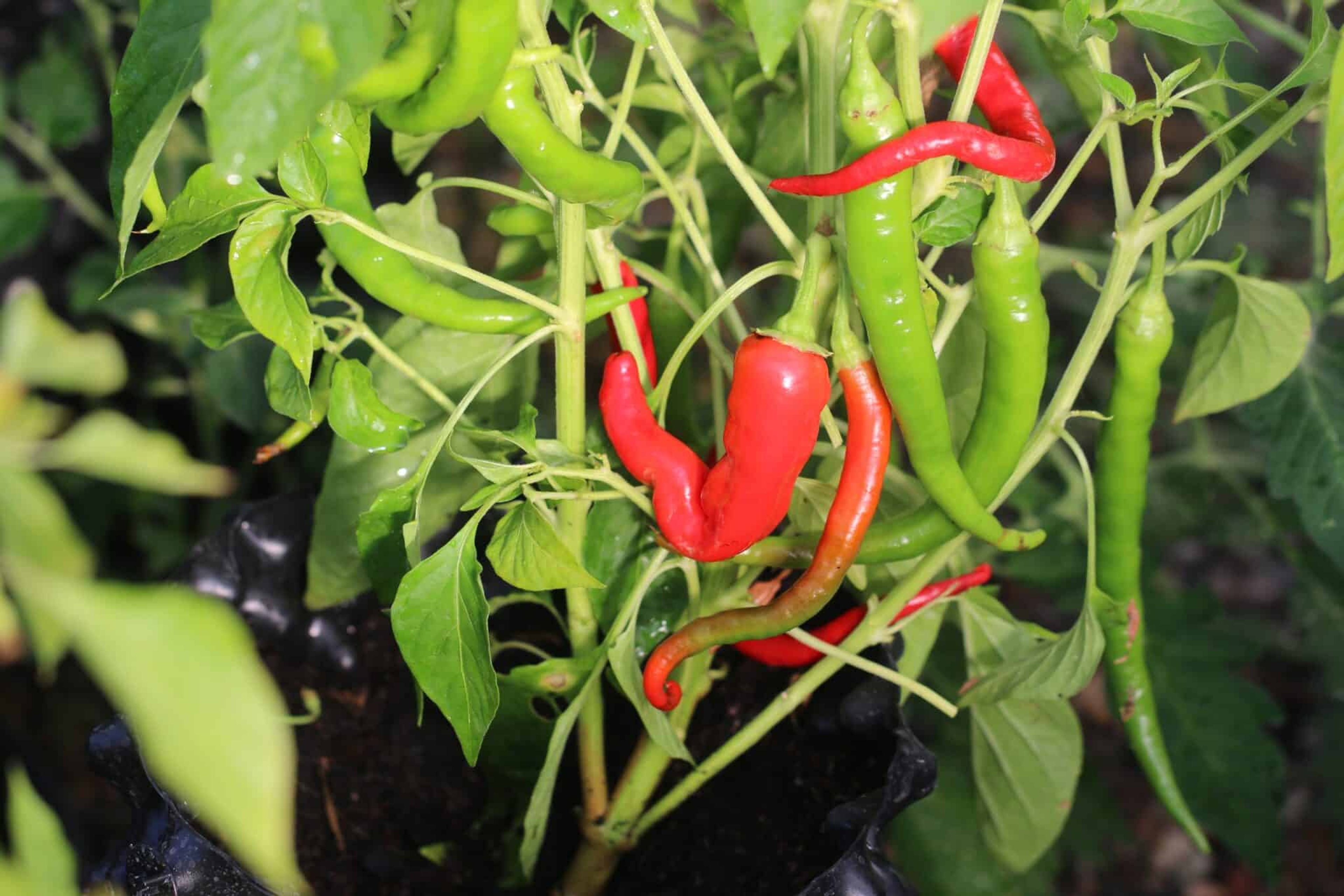 Guindilla Amarilla - Svenskodlade chilifrön från Svenska Frön