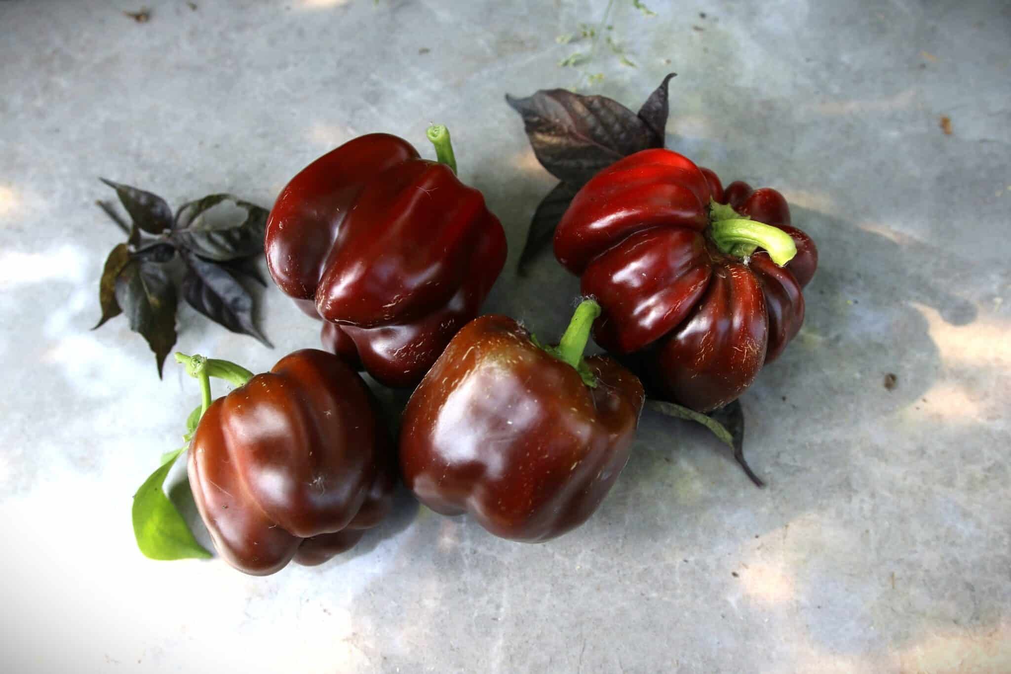 Köp Chocolate Beauty - Chilifrön online hos Svenska Frön Chocolate Beauty - Svenskodlade chilifrön från Svenska Frön