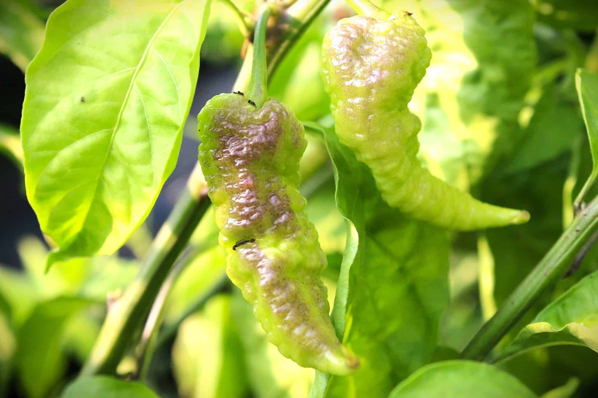 Köp Tiberius Mauler - Chilifrön online hos Svenska Frön Tiberius Mauler - Svenskodlade chilifrön från Svenska Frön