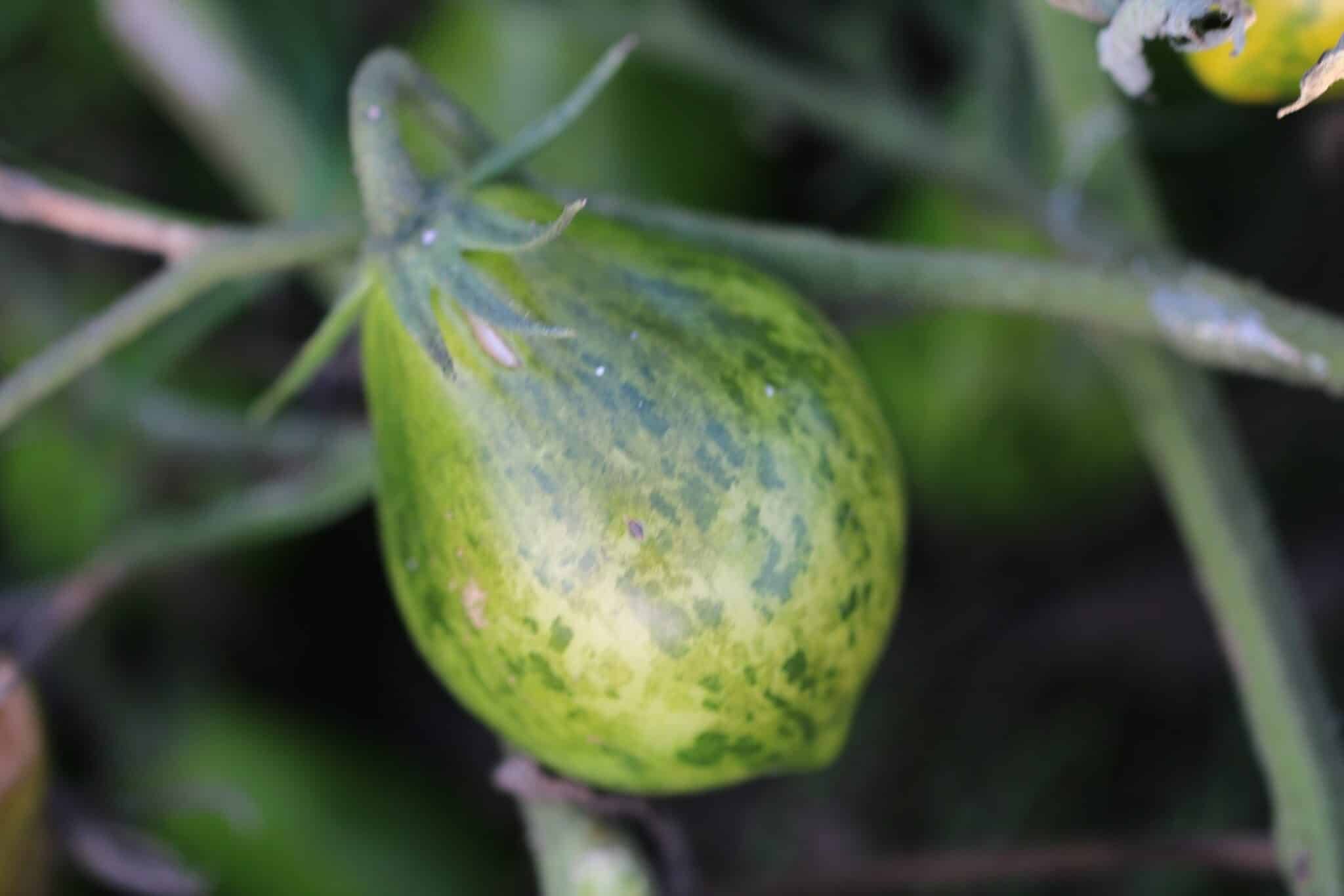 Köp Mint Julep - Tomatfrön online hos Svenska Frön Mint Julep - Svenskodlade tomatfrön från Svenska Frön