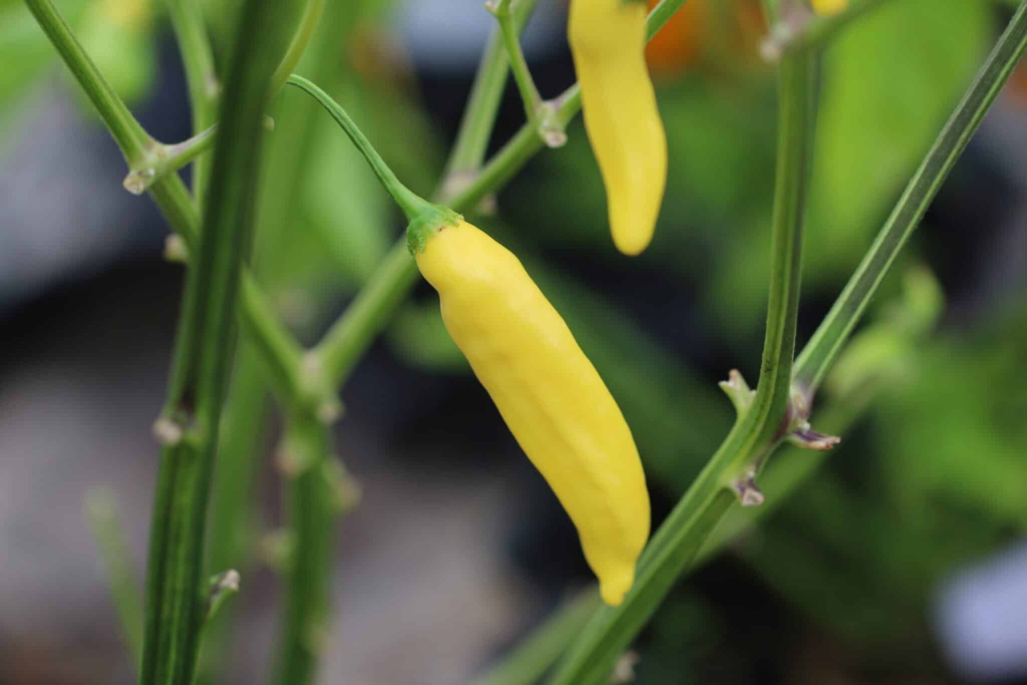 Köp Aji Pineapple - Chilifrön online hos Svenska Frön Aji Pineapple - Svenskodlade chilifrön från Svenska Frön