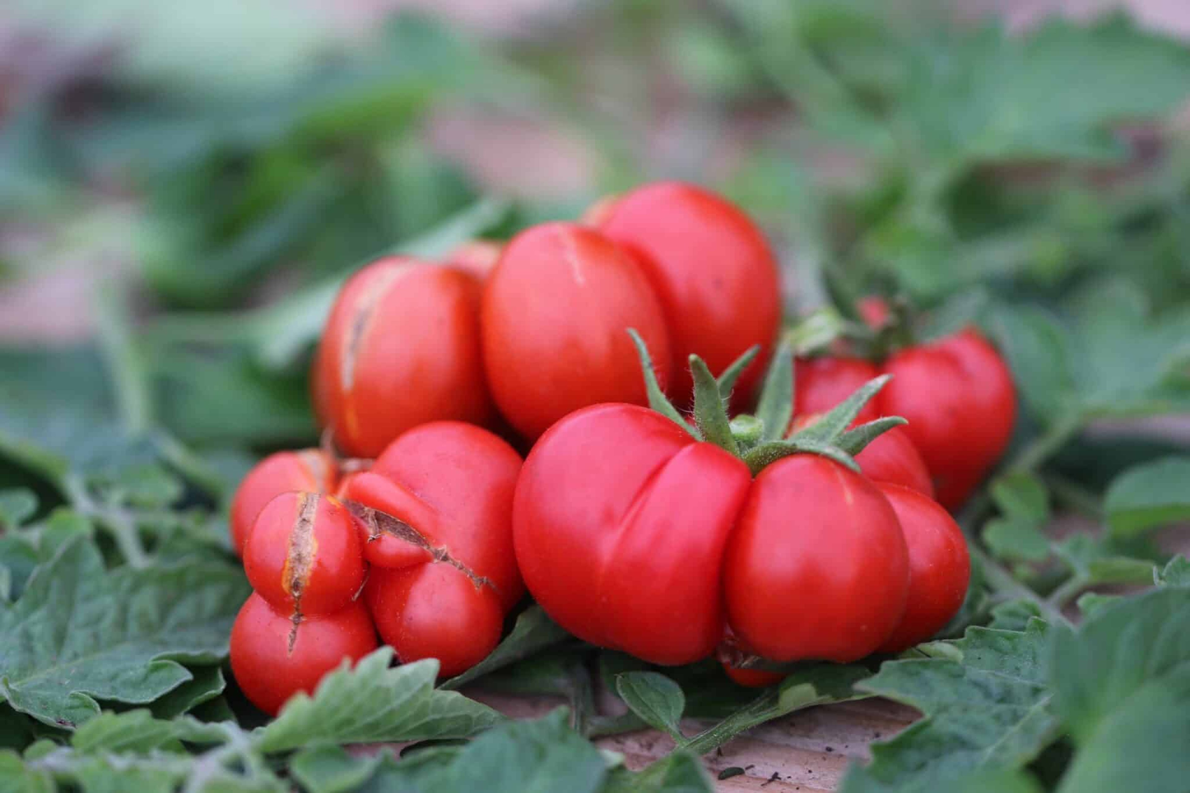 Voyage - Svenskodlade tomatfrön från Svenska Frön