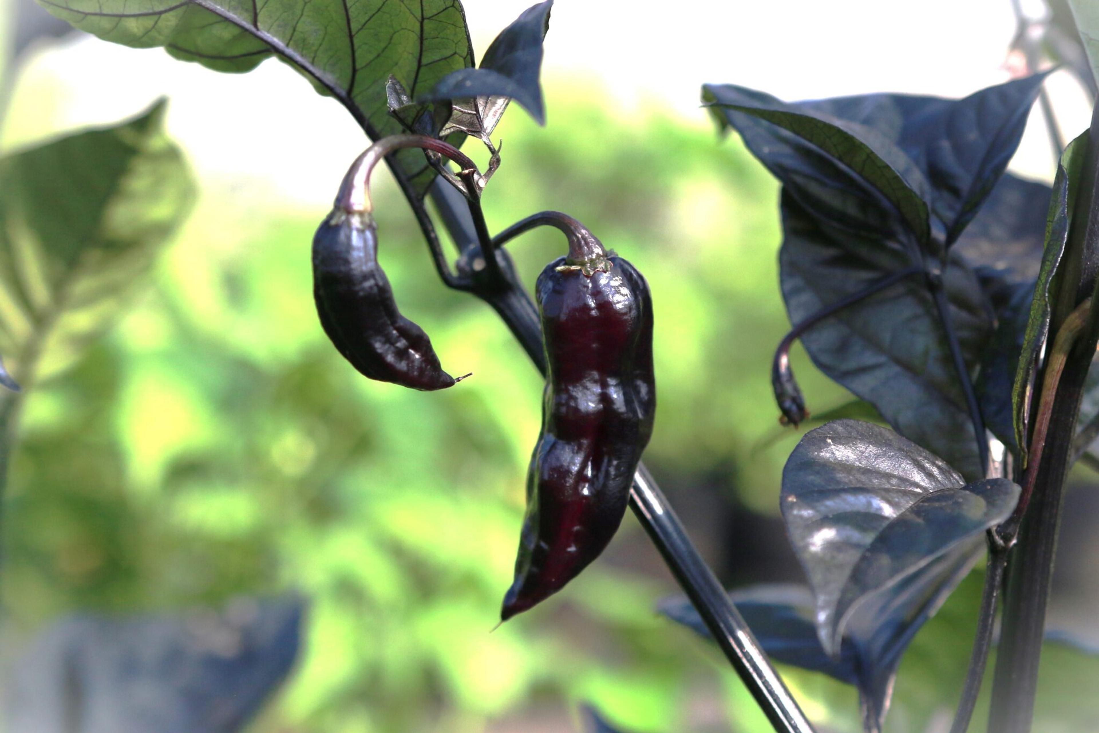 Black Hole Horizon miniatyrbild 7