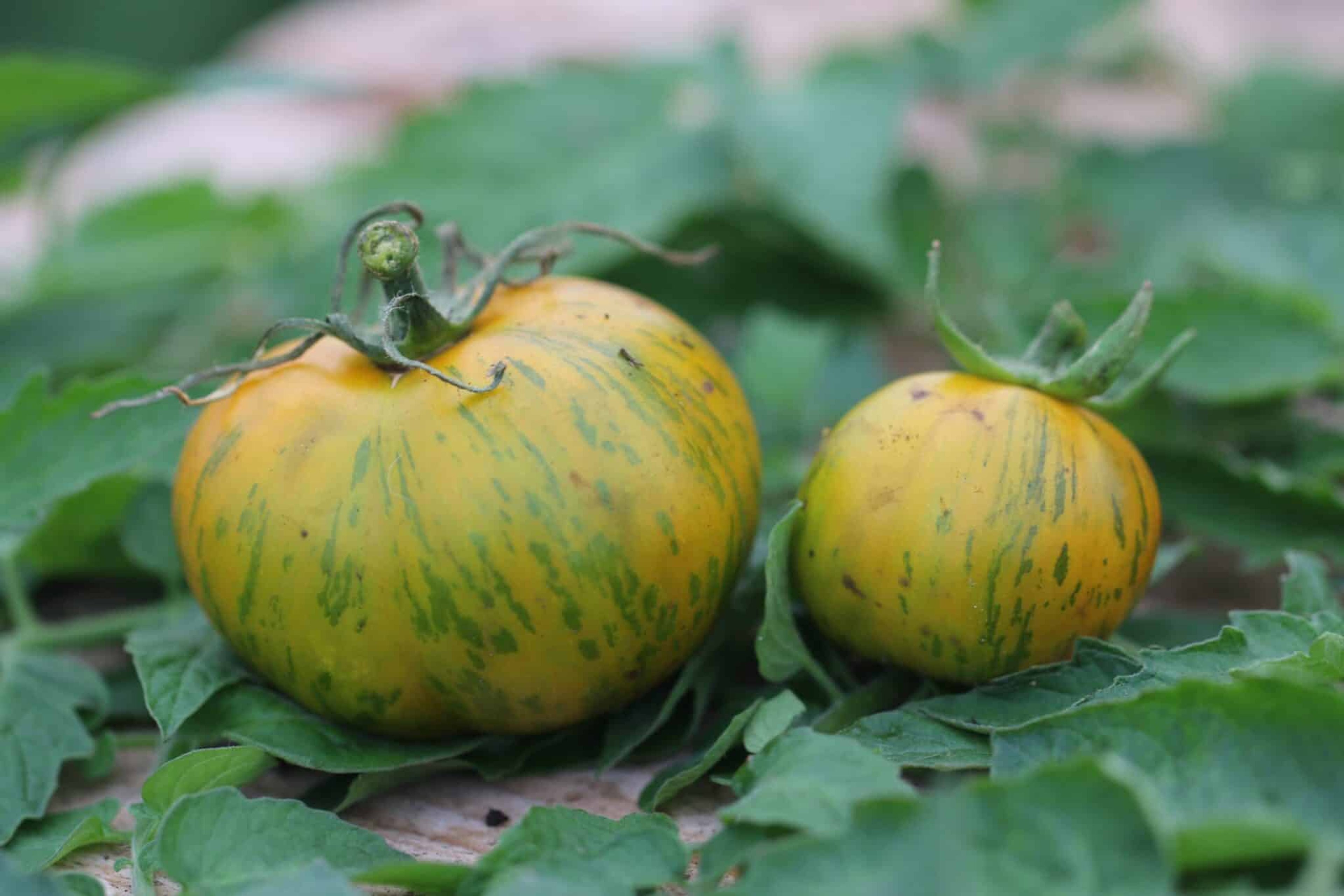 Green Zebra - Svenskodlade tomatfrön från Svenska Frön