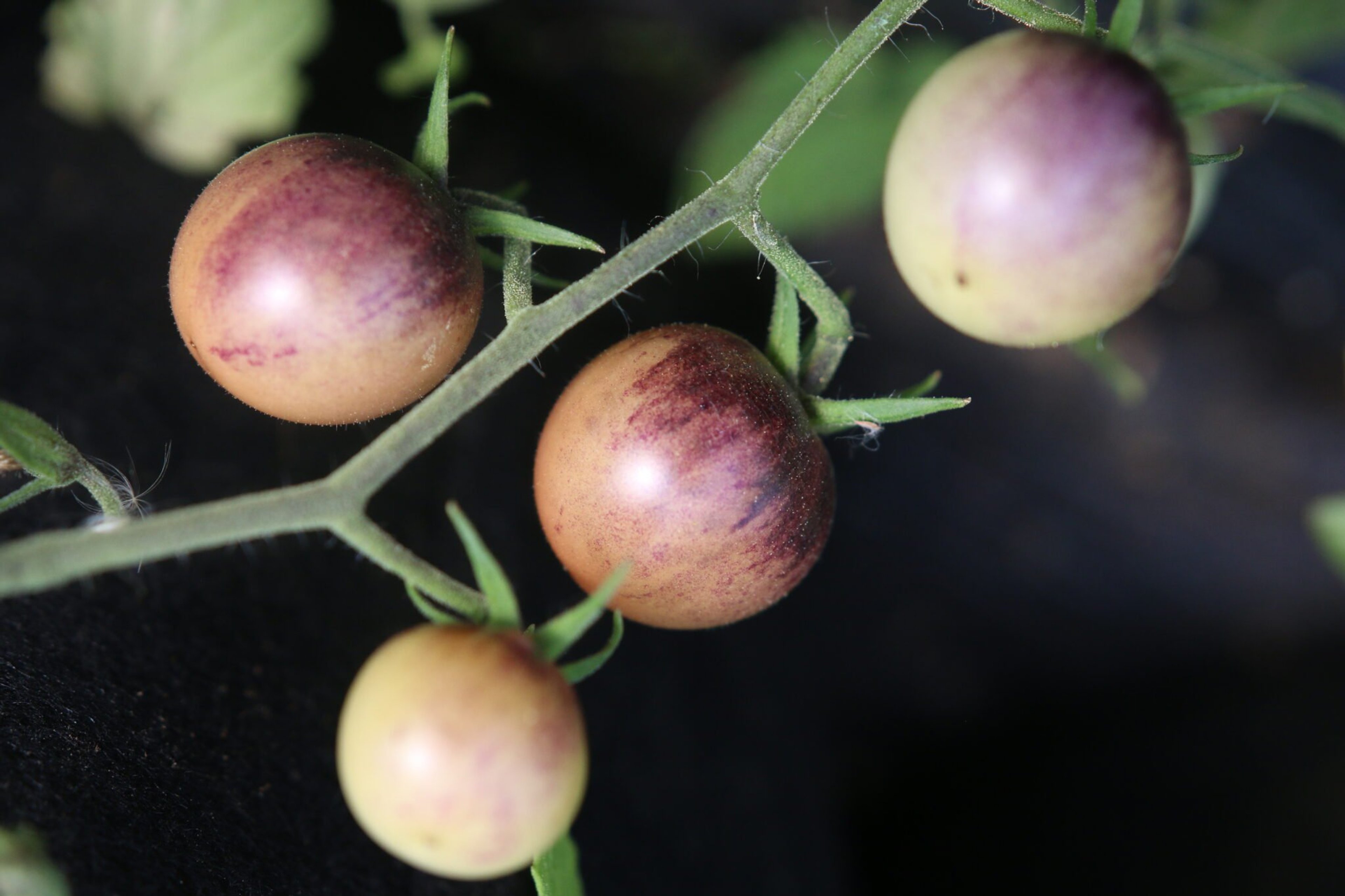 Painted Pink - Svenskodlade tomatfrön från Svenska Frön