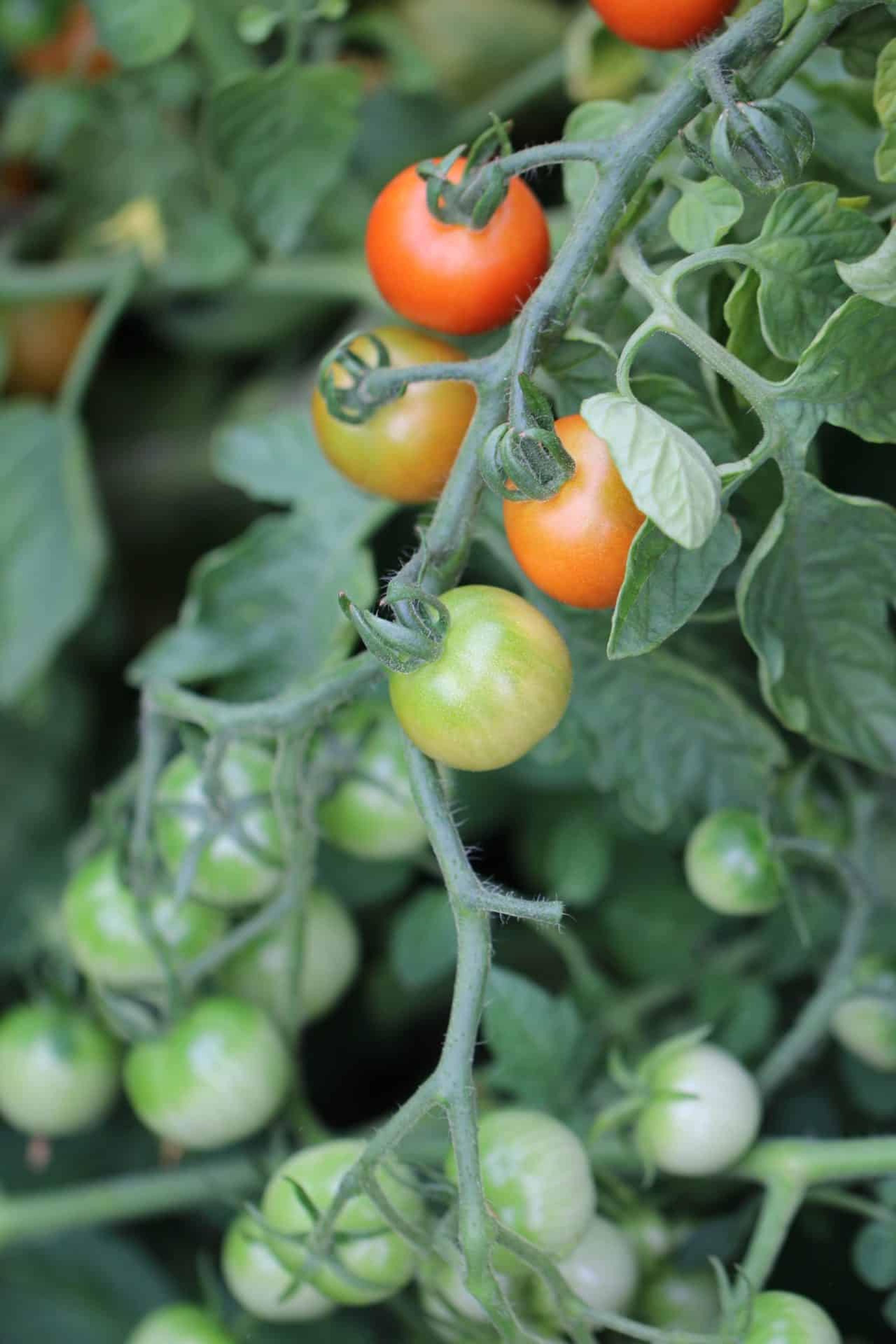 Zuckertraube miniatyrbild 2