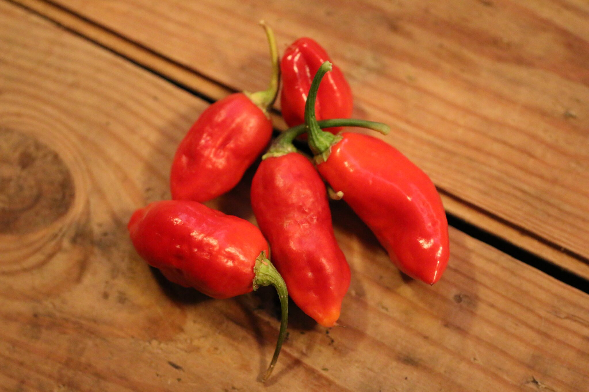 Köp Aji Cajamarca - Chilifrön online hos Svenska Frön Aji Cajamarca - Svenskodlade chilifrön från Svenska Frön