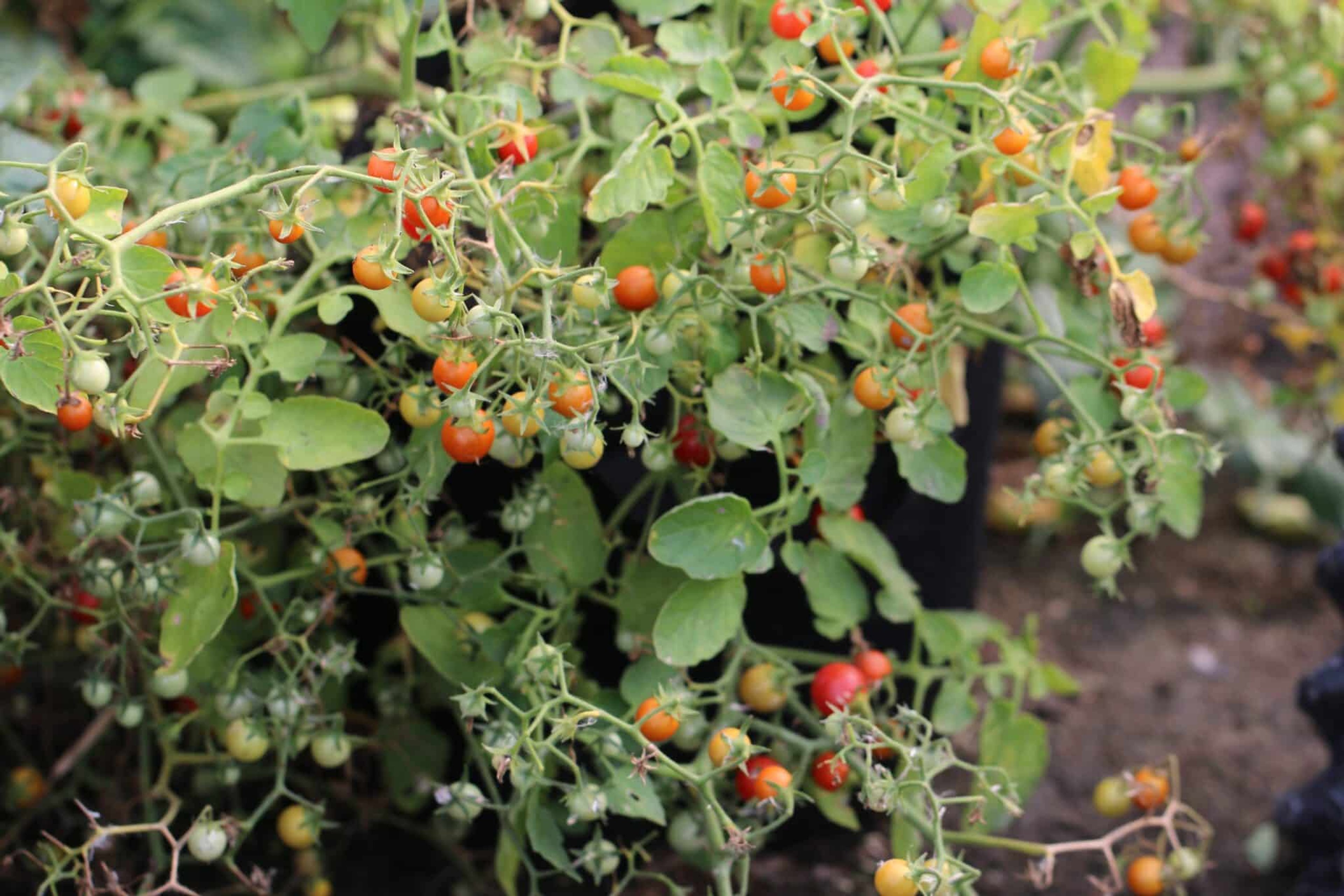 Liten Micro Tom-planta i kruka med röda minitomater