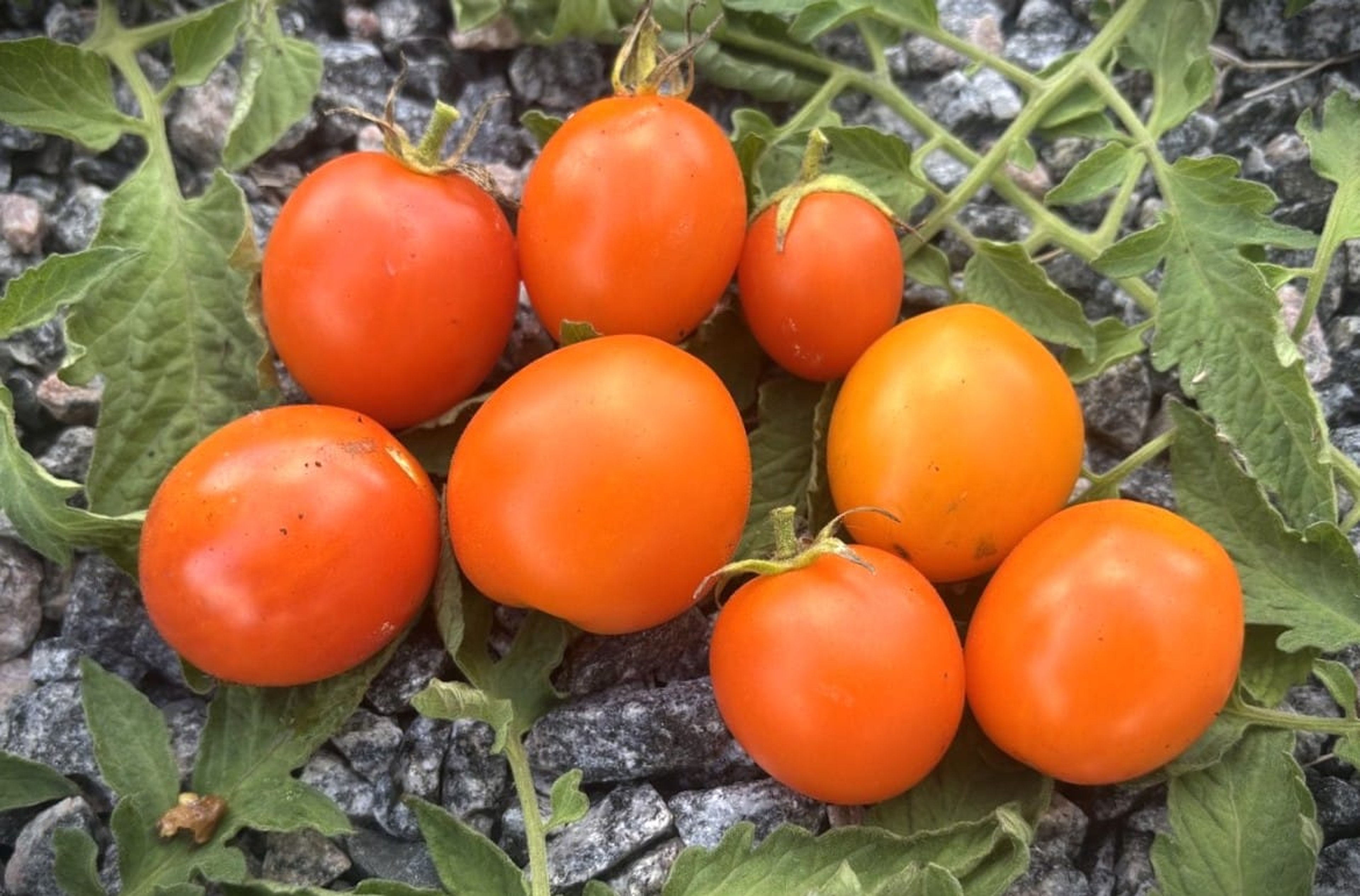 Ida Gold - Svenskodlade tomatfrön från Svenska Frön