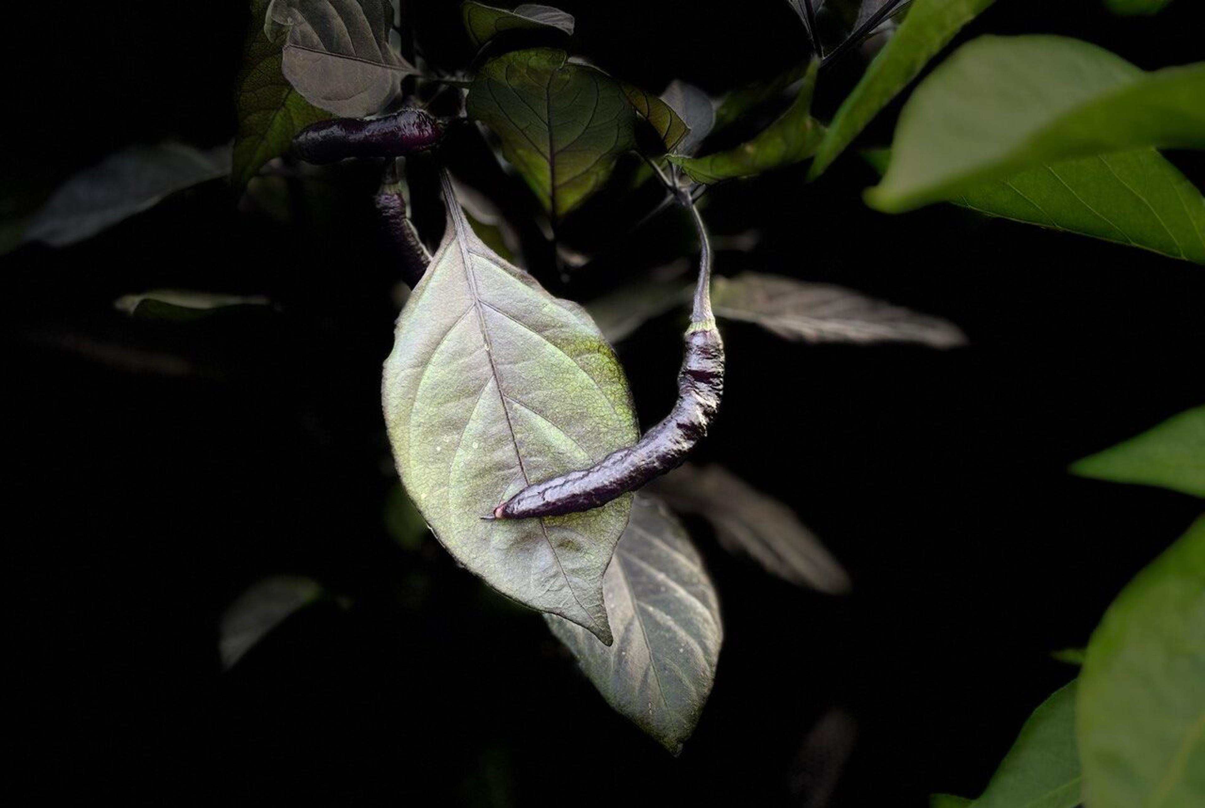 Purple Serpent miniatyrbild 5