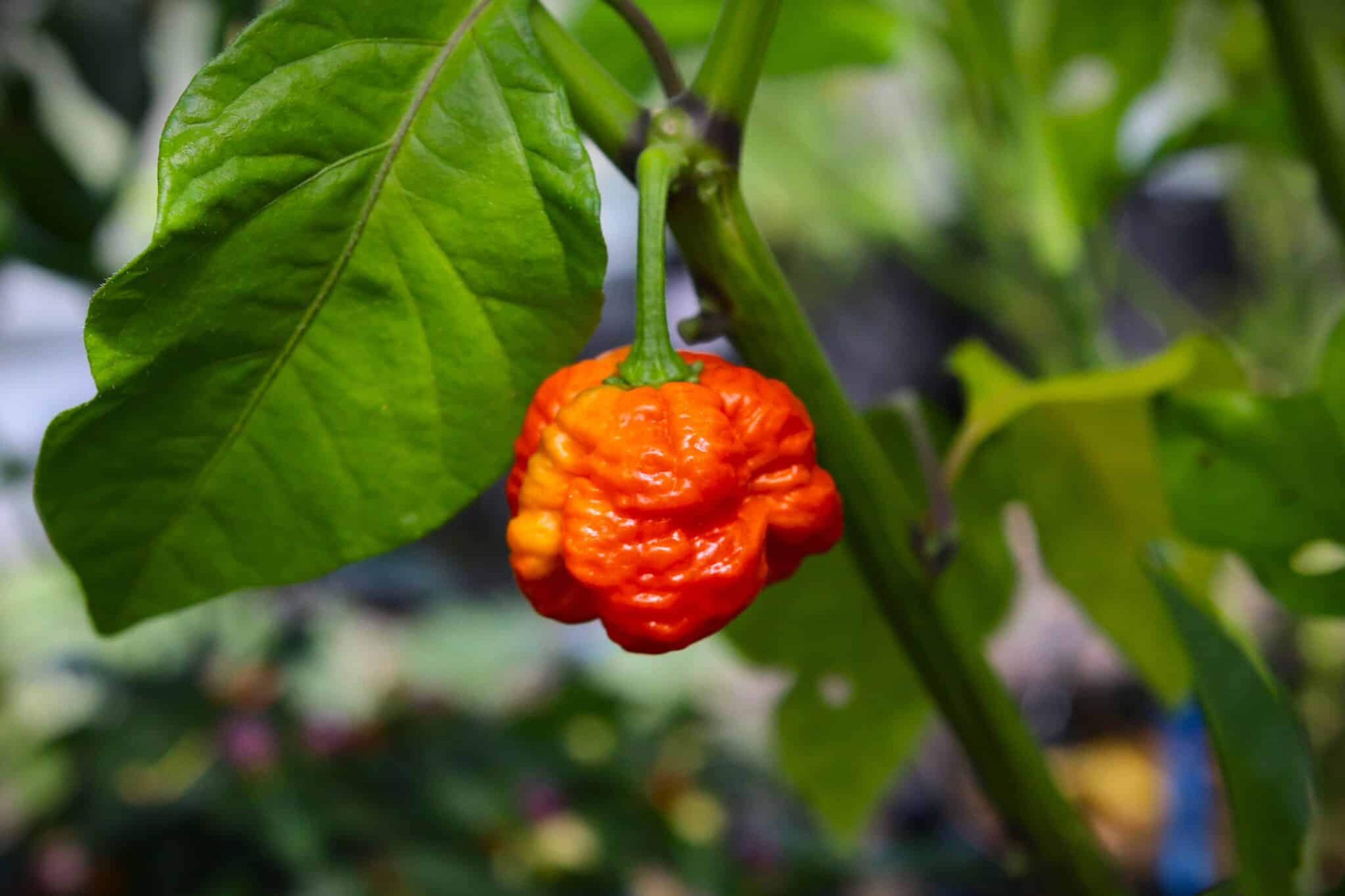 7 Pot Infinity - Svenskodlade chilifrön från Svenska Frön