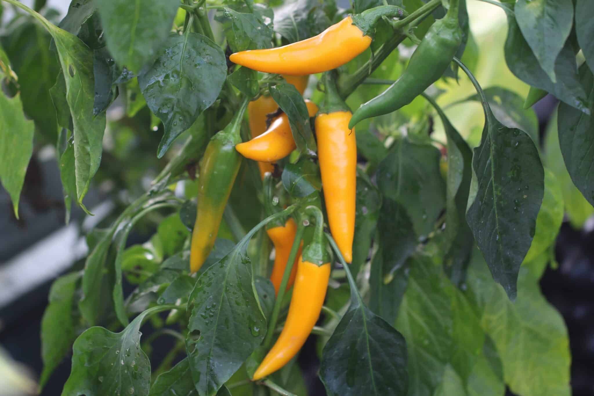 Köp Bulgarian Carrot - Chilifrön online hos Svenska Frön Bulgarian Carrot - Svenskodlade chilifrön från Svenska Frön