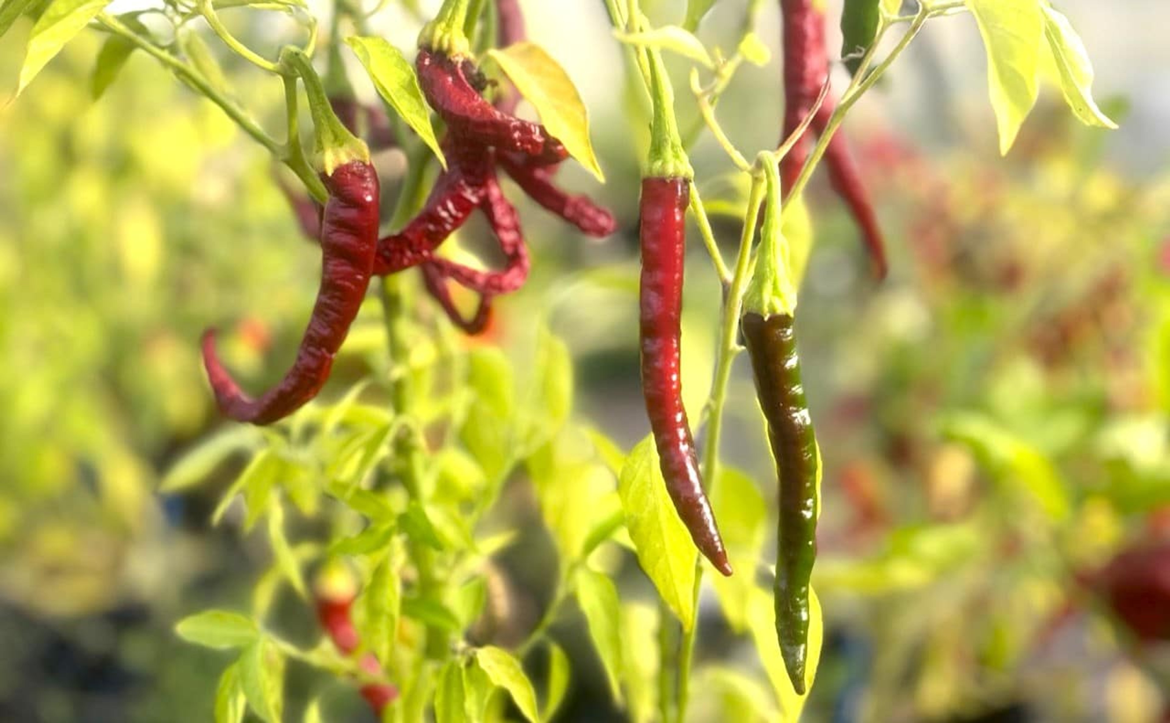 Byadgi - Svenskodlade chilifrön från Svenska Frön