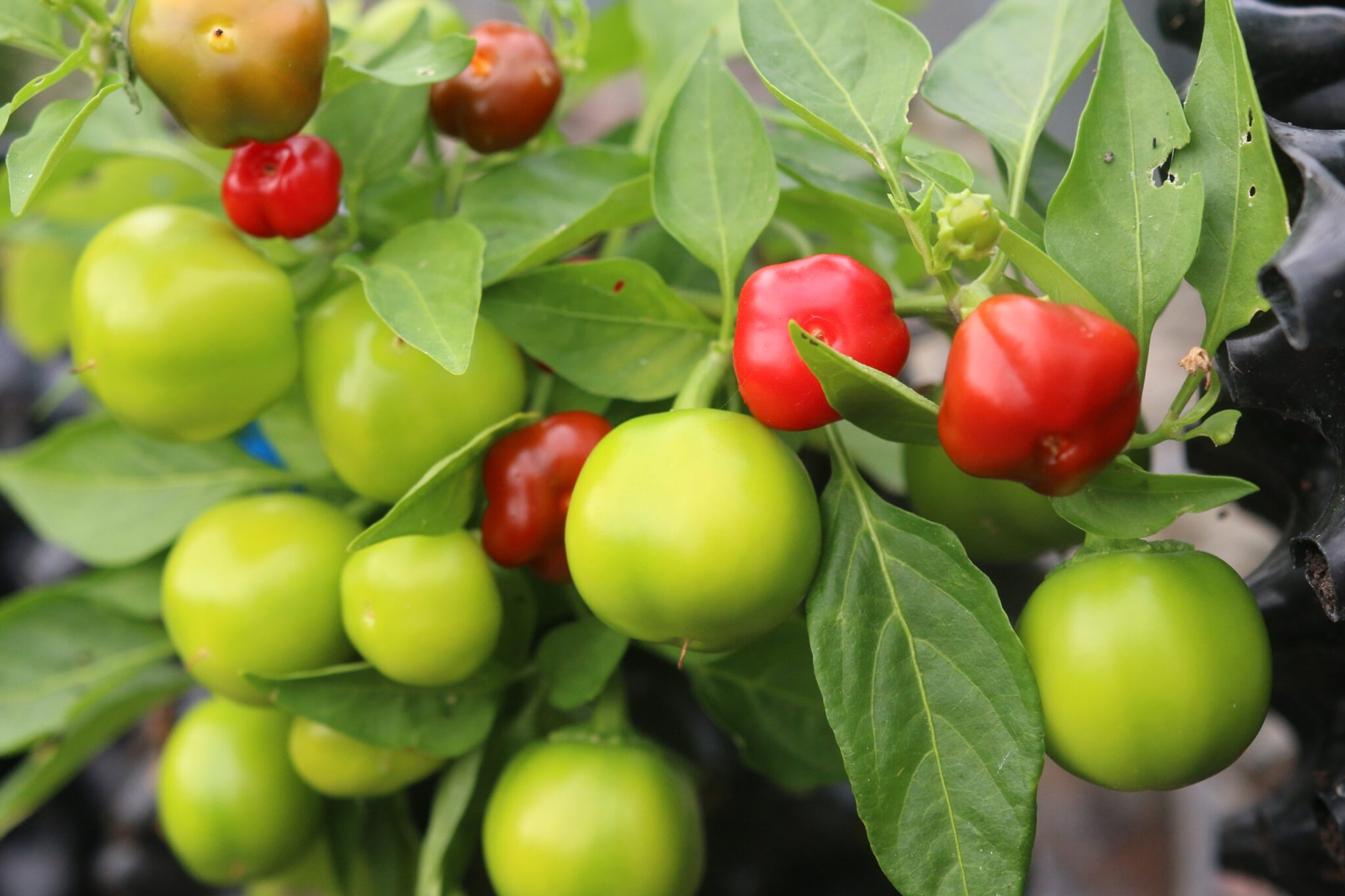 Pimenta Puta La Madre - Svenskodlade chilifrön från Svenska Frön