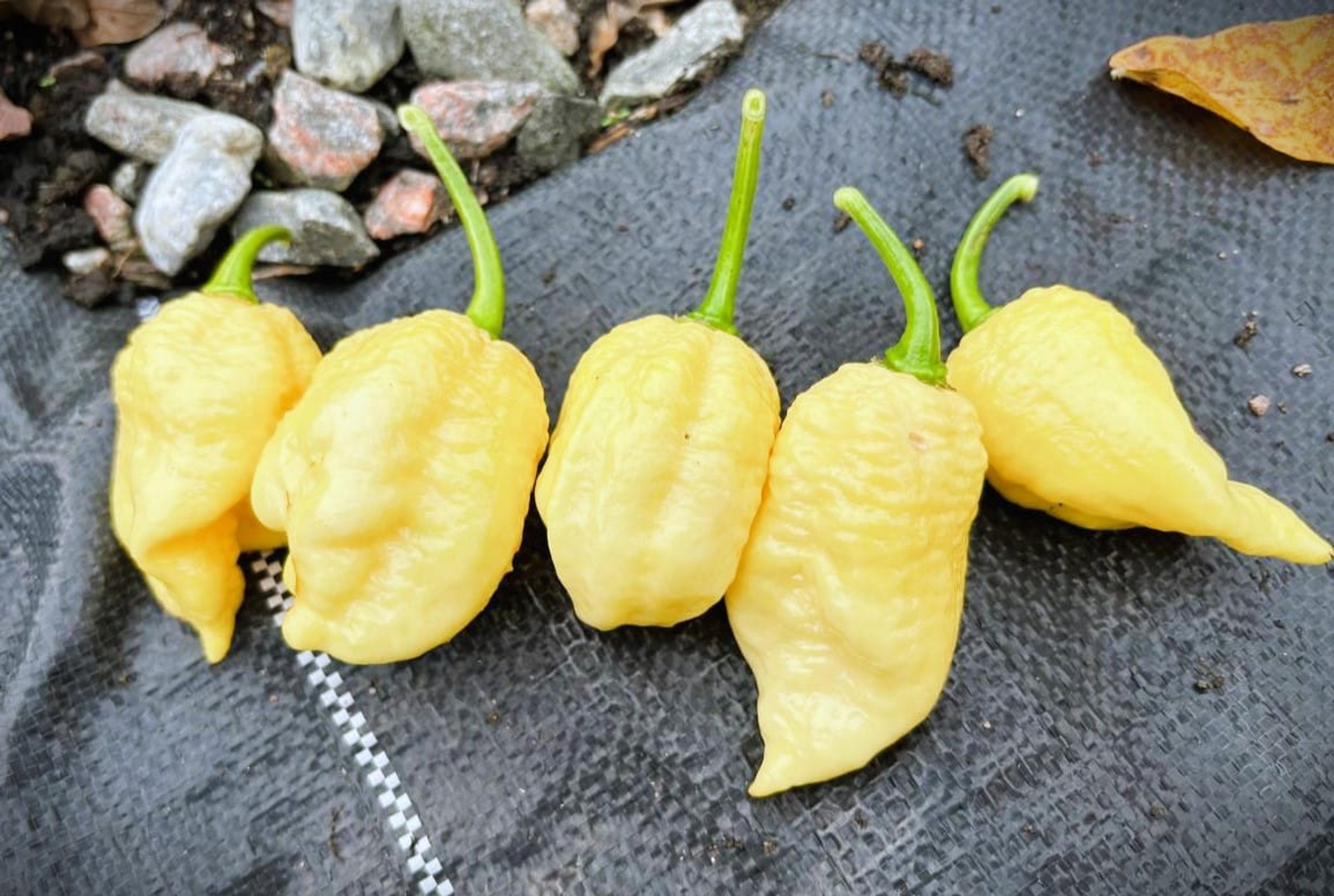 White Moruga Scorpion - Svenskodlade chilifrön från Svenska Frön