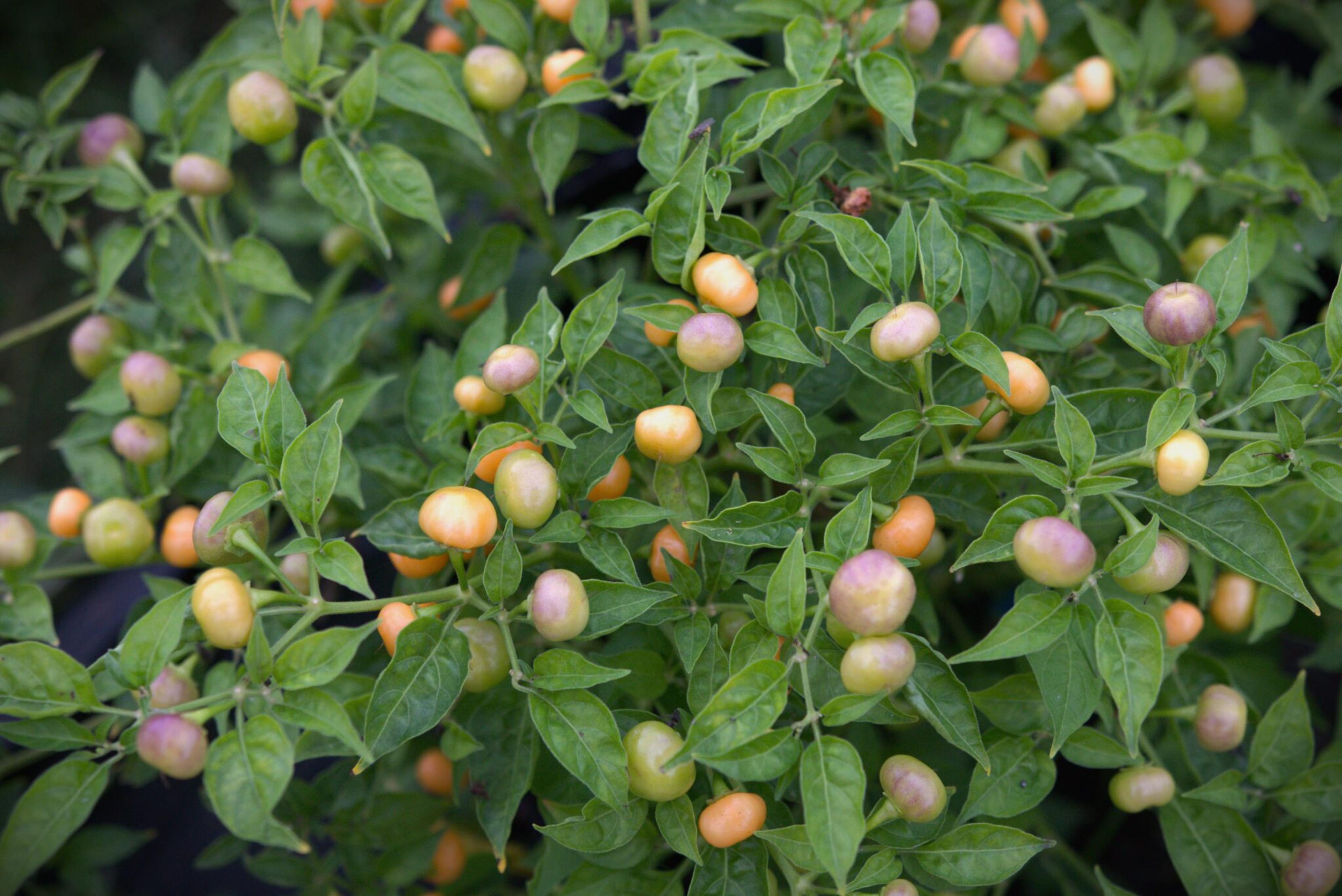 Aji Charapita Peach miniatyrbild 2