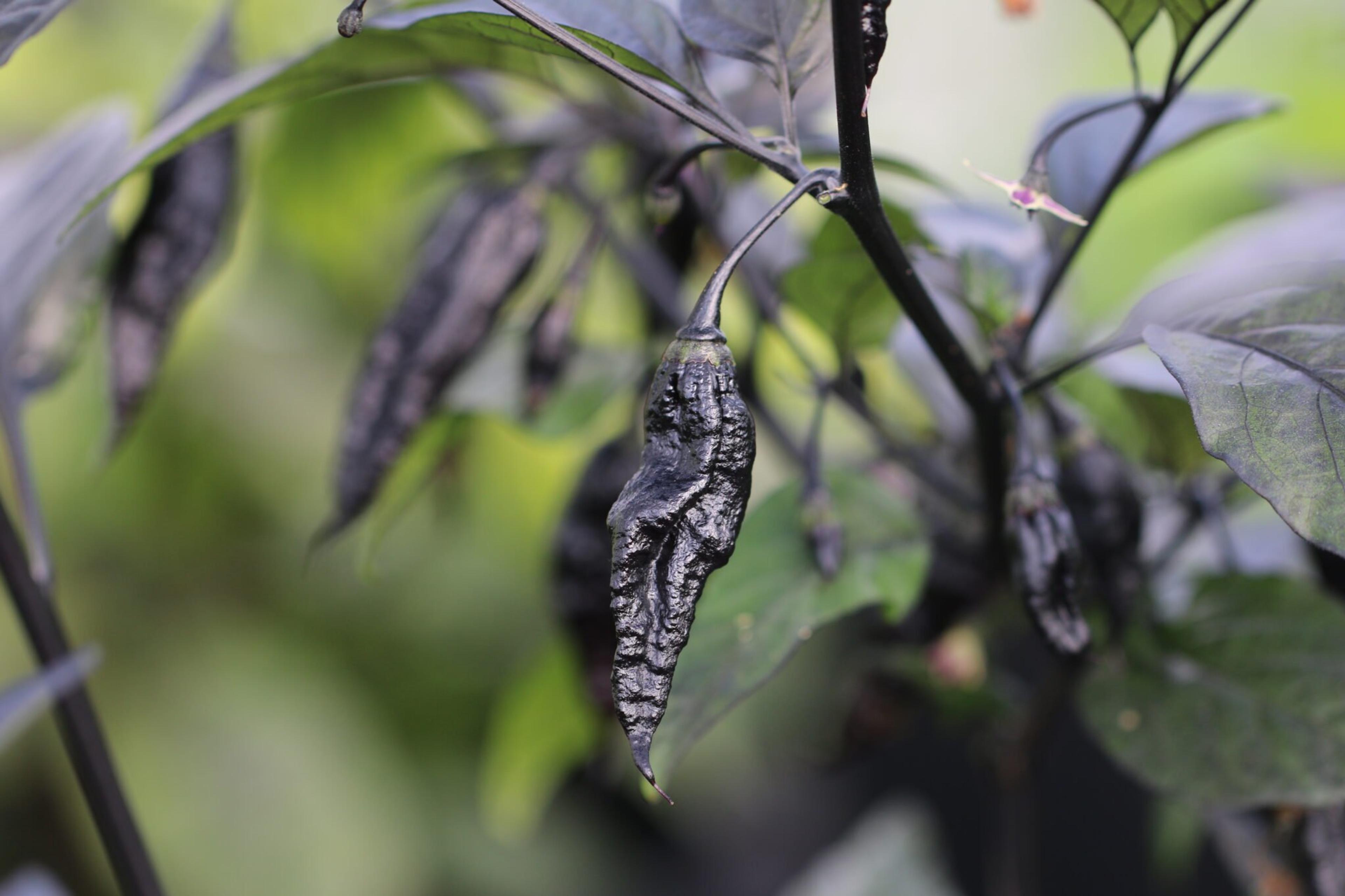 Naga Tiger D.D miniatyrbild 7