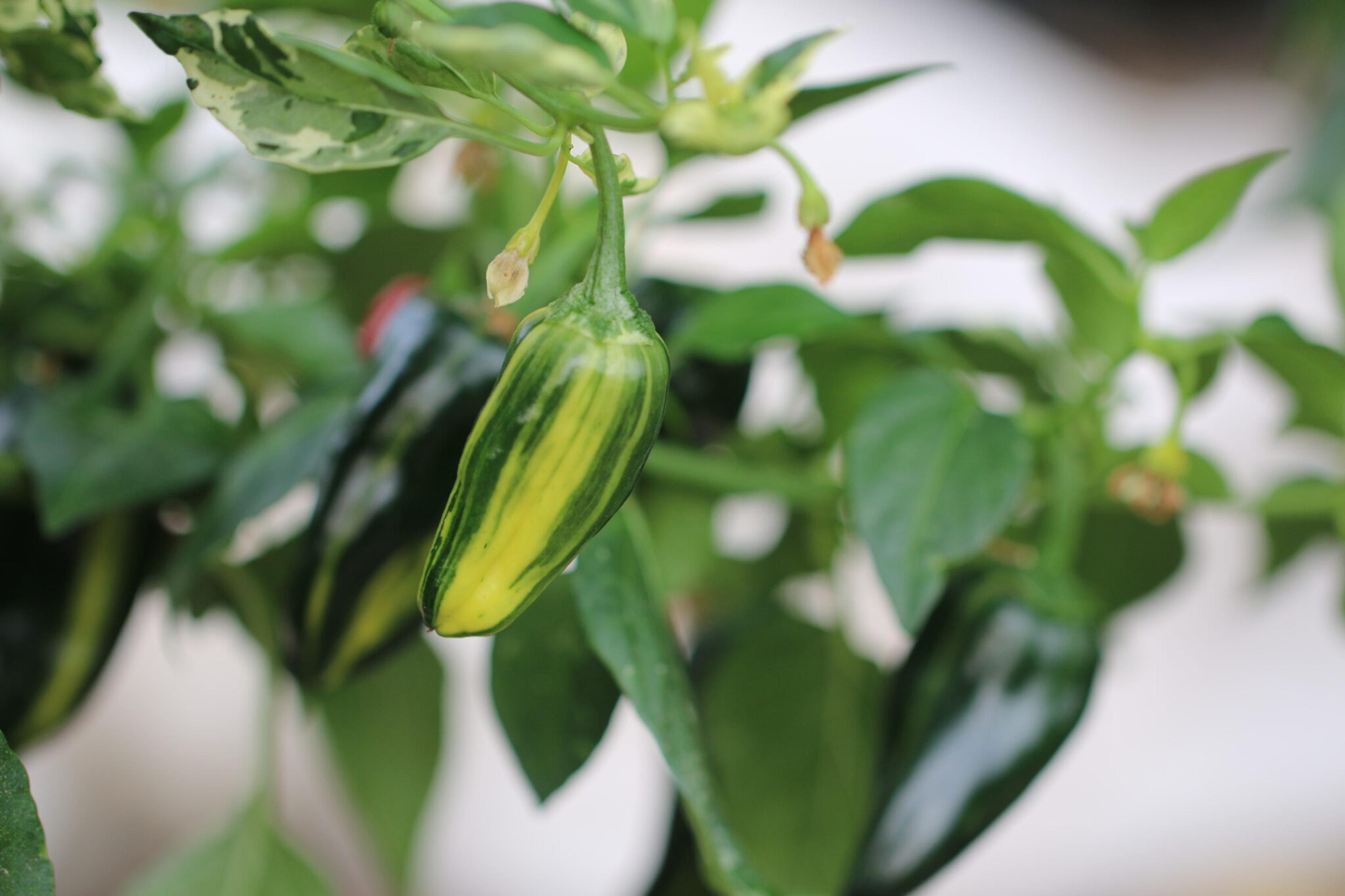 Bryans Blood miniatyrbild 2