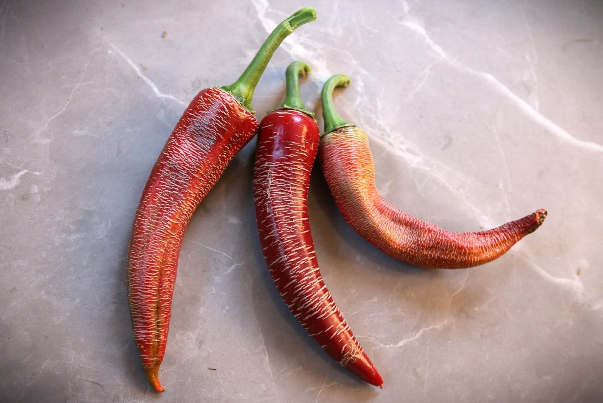 Köp Elephant - Chilifrön online hos Svenska Frön Elephant - Svenskodlade chilifrön från Svenska Frön