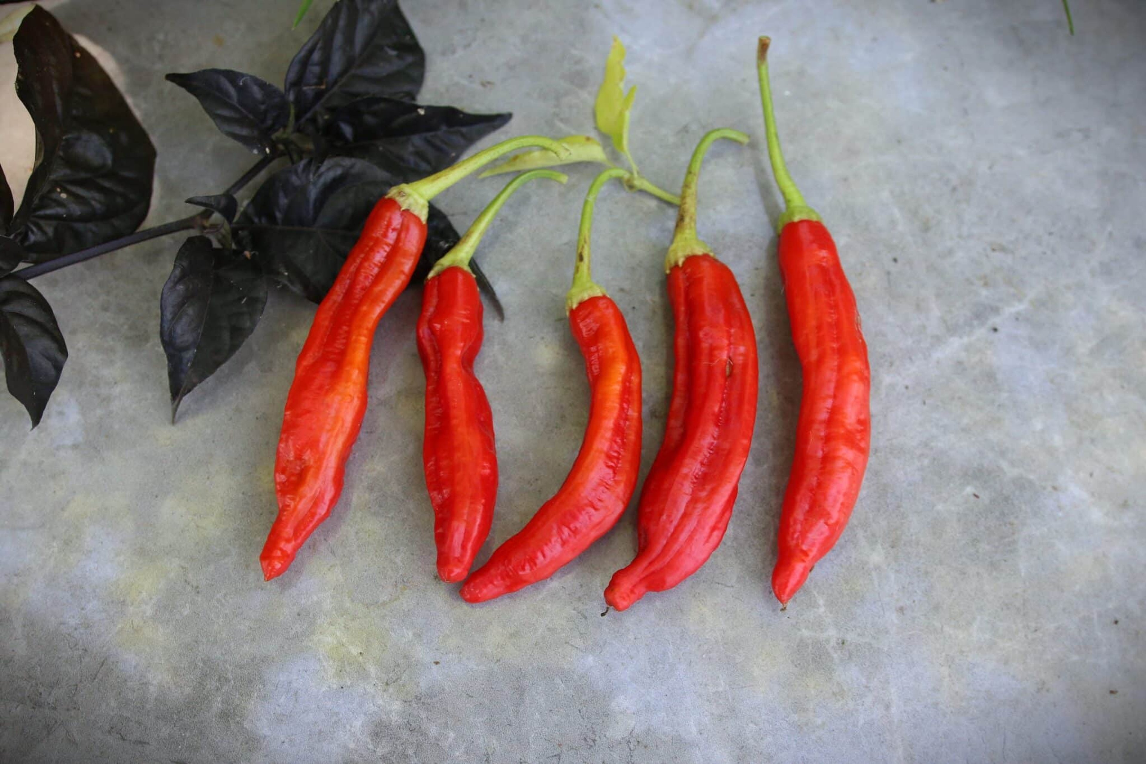 Aji Minas Gerais - Svenskodlade chilifrön från Svenska Frön