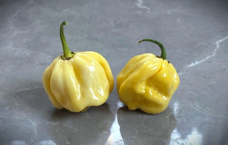 Köp C22 White - Chilifrön online hos Svenska Frön C22 White - Svenskodlade chilifrön från Svenska Frön