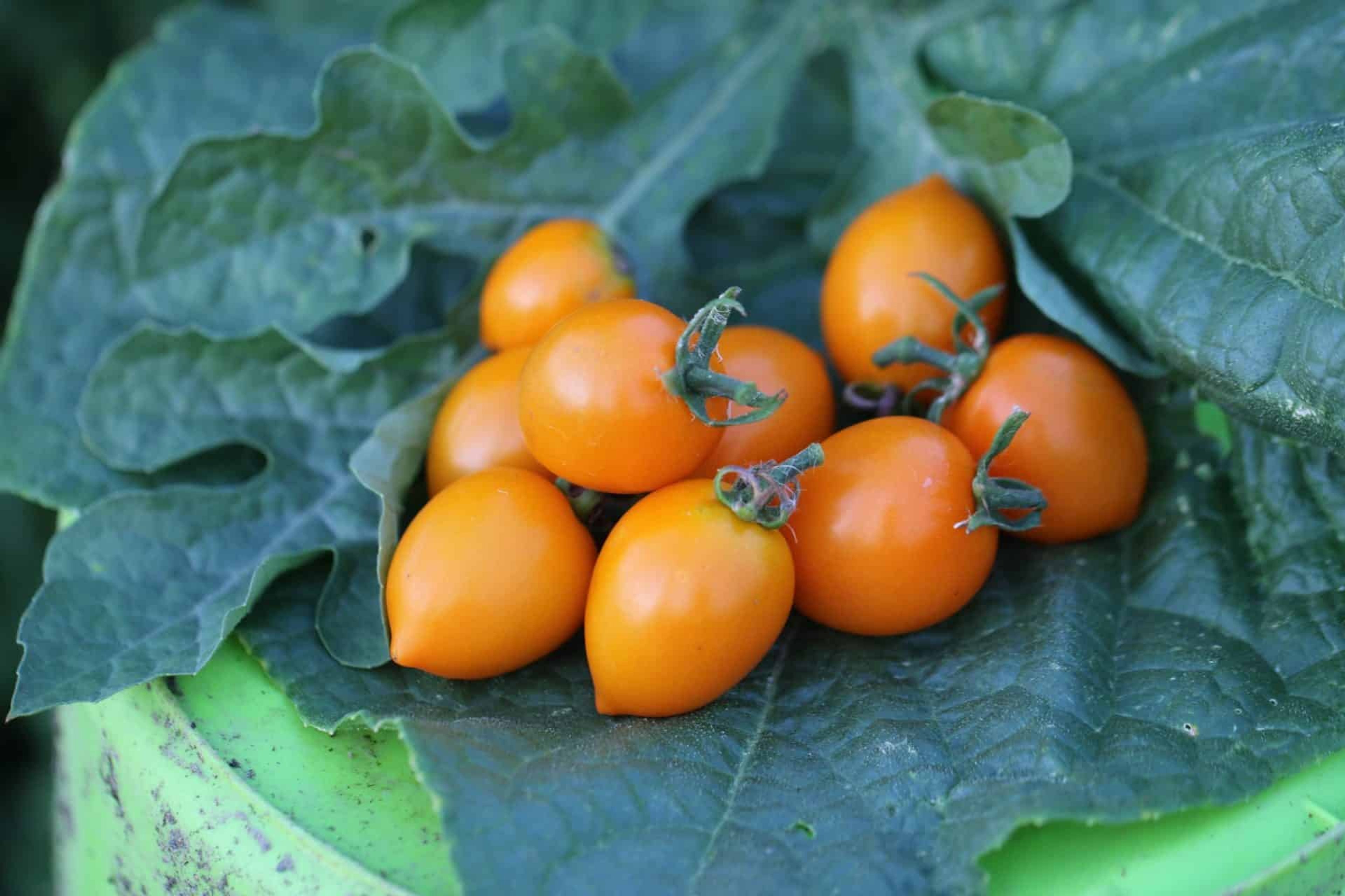 Figiel - Svenskodlade tomatfrön från Svenska Frön