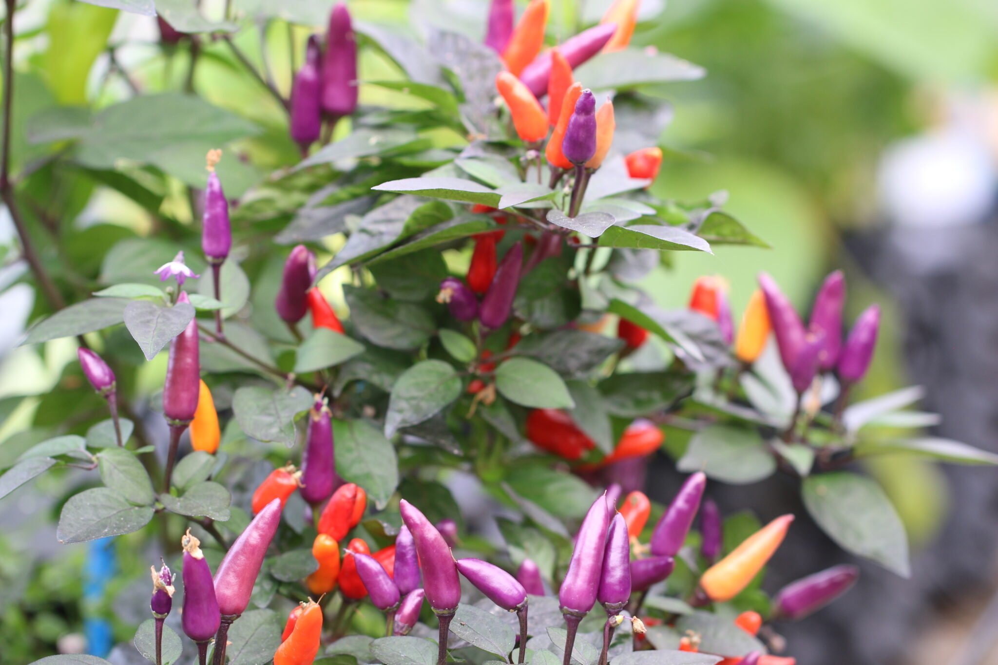 Köp Blue Christmas - Chilifrön online hos Svenska Frön Blue Christmas - Svenskodlade chilifrön frÄn Svenska Frön