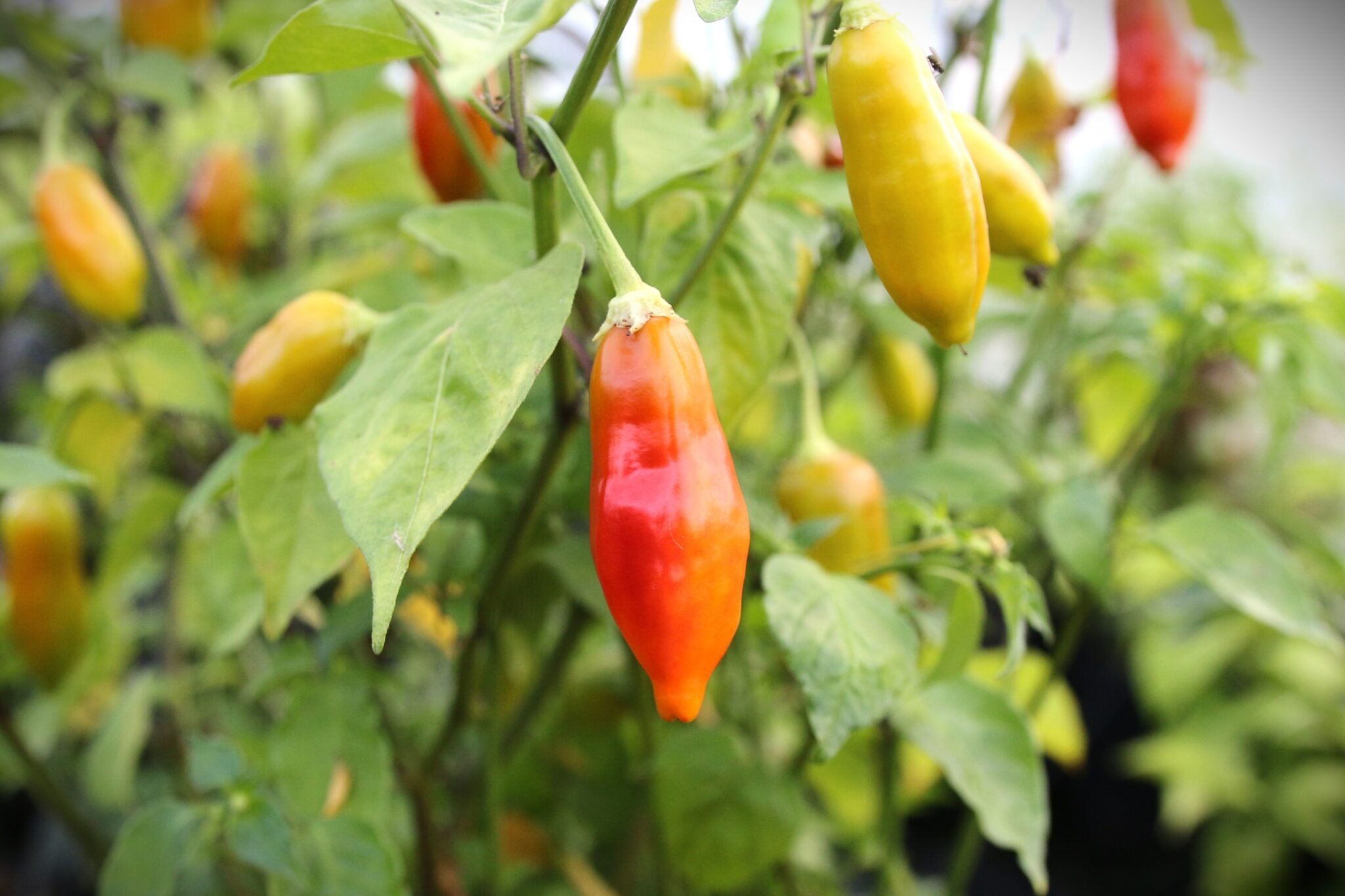 Köp Aji Flor Morado - Chilifrön online hos Svenska Frön Aji Flor Morado - Svenskodlade chilifrön från Svenska Frön