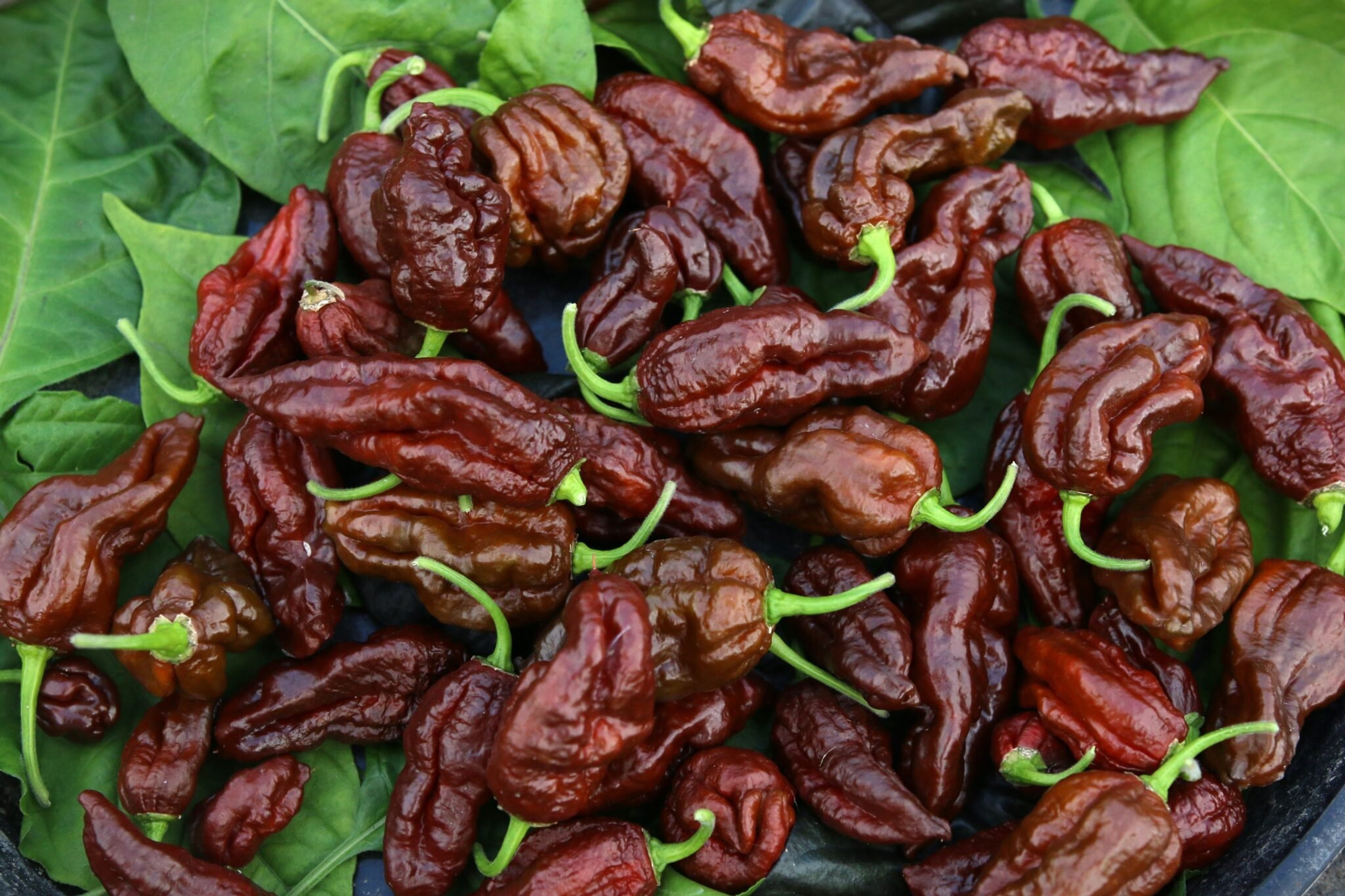 Chocolate Reaper Brains - Svenskodlade chilifrön från Svenska Frön