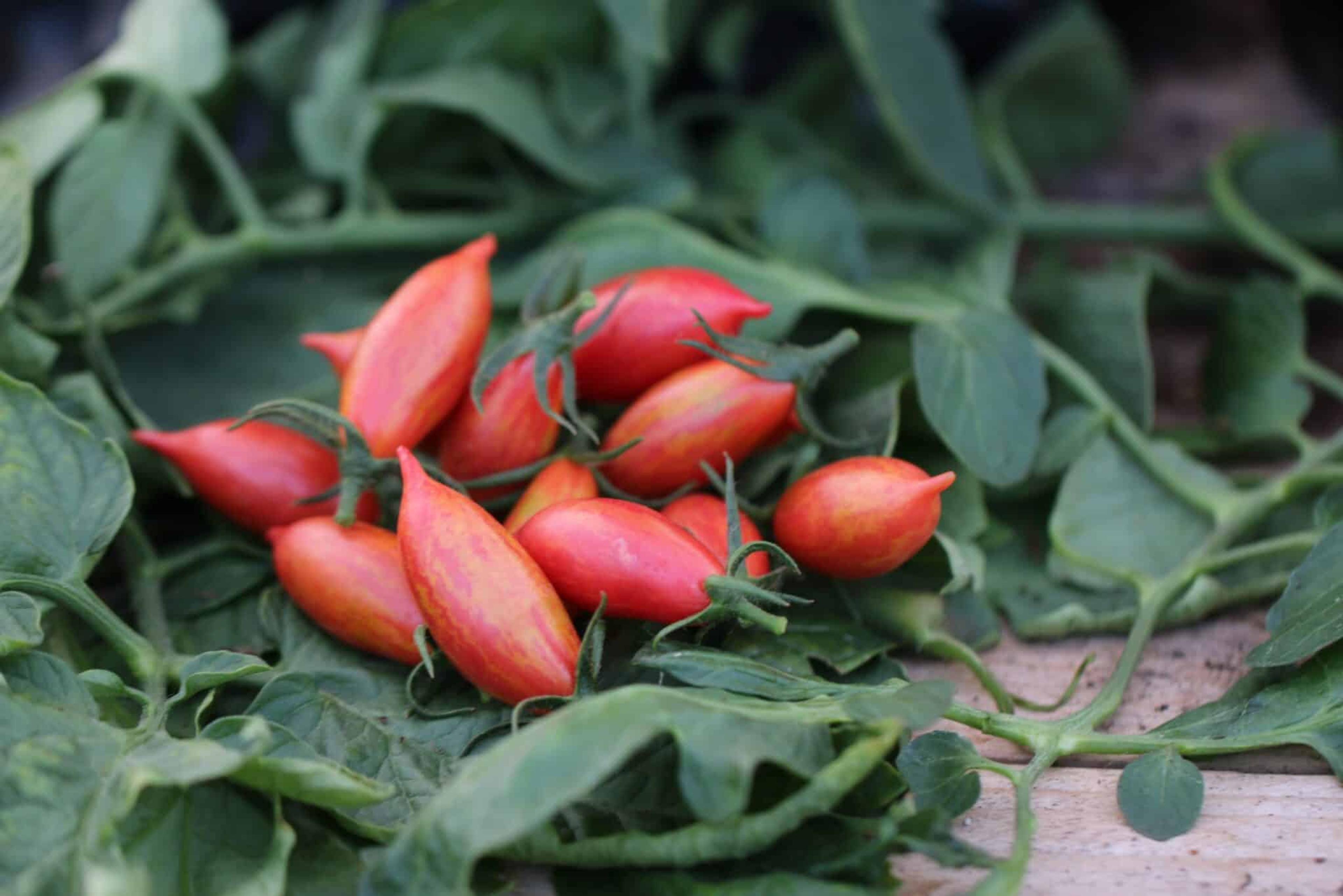 Artisan Pink Tiger miniatyrbild 3