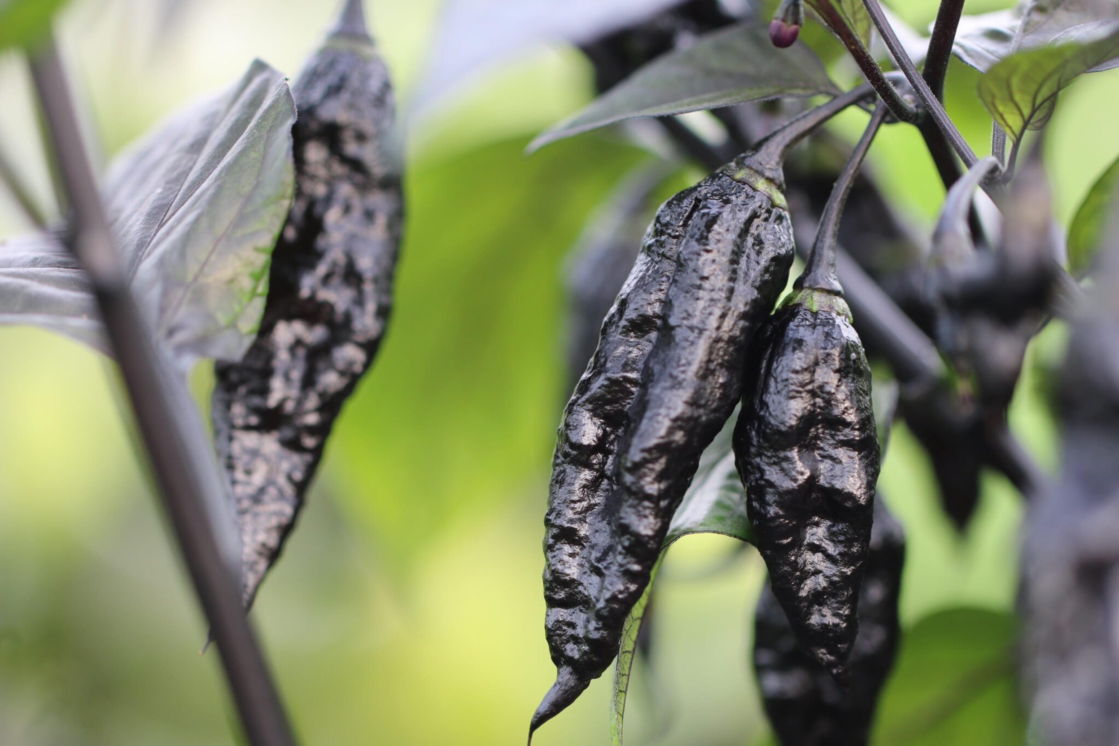 Naga Tiger D.D miniatyrbild 4