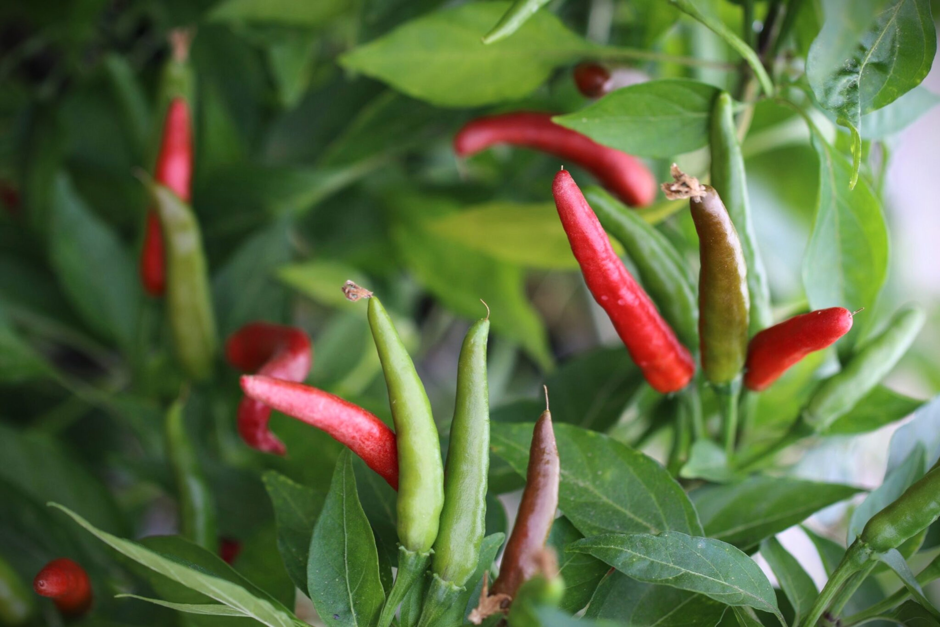 De Arbol - Svenskodlade chilifrön från Svenska Frön