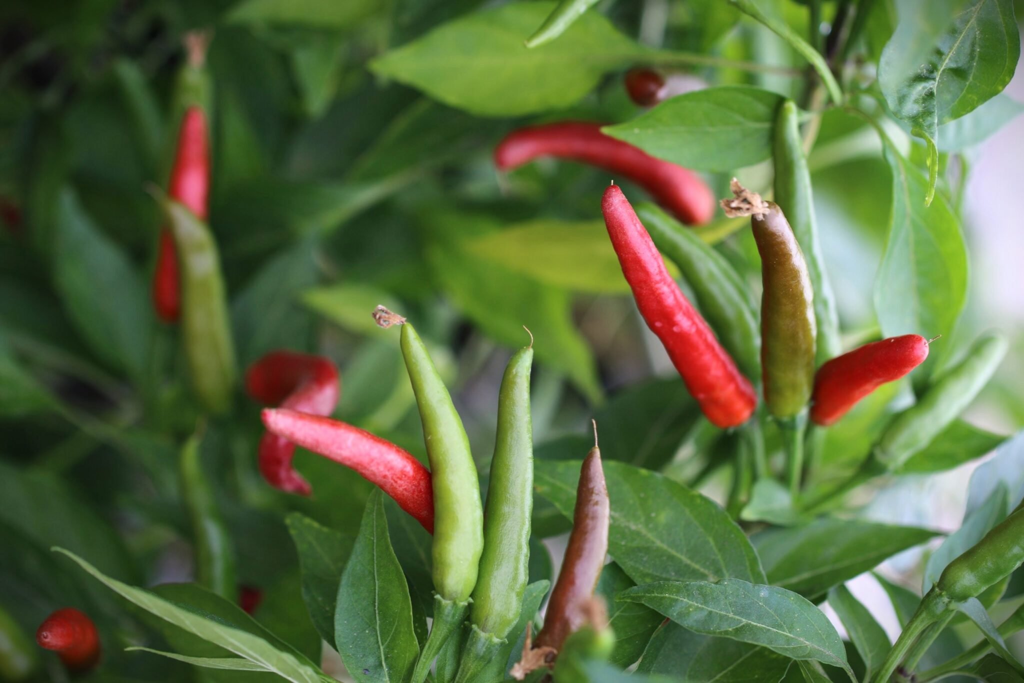 Köp De Arbol - Chilifrön online hos Svenska Frön De Arbol - Svenskodlade chilifrön från Svenska Frön