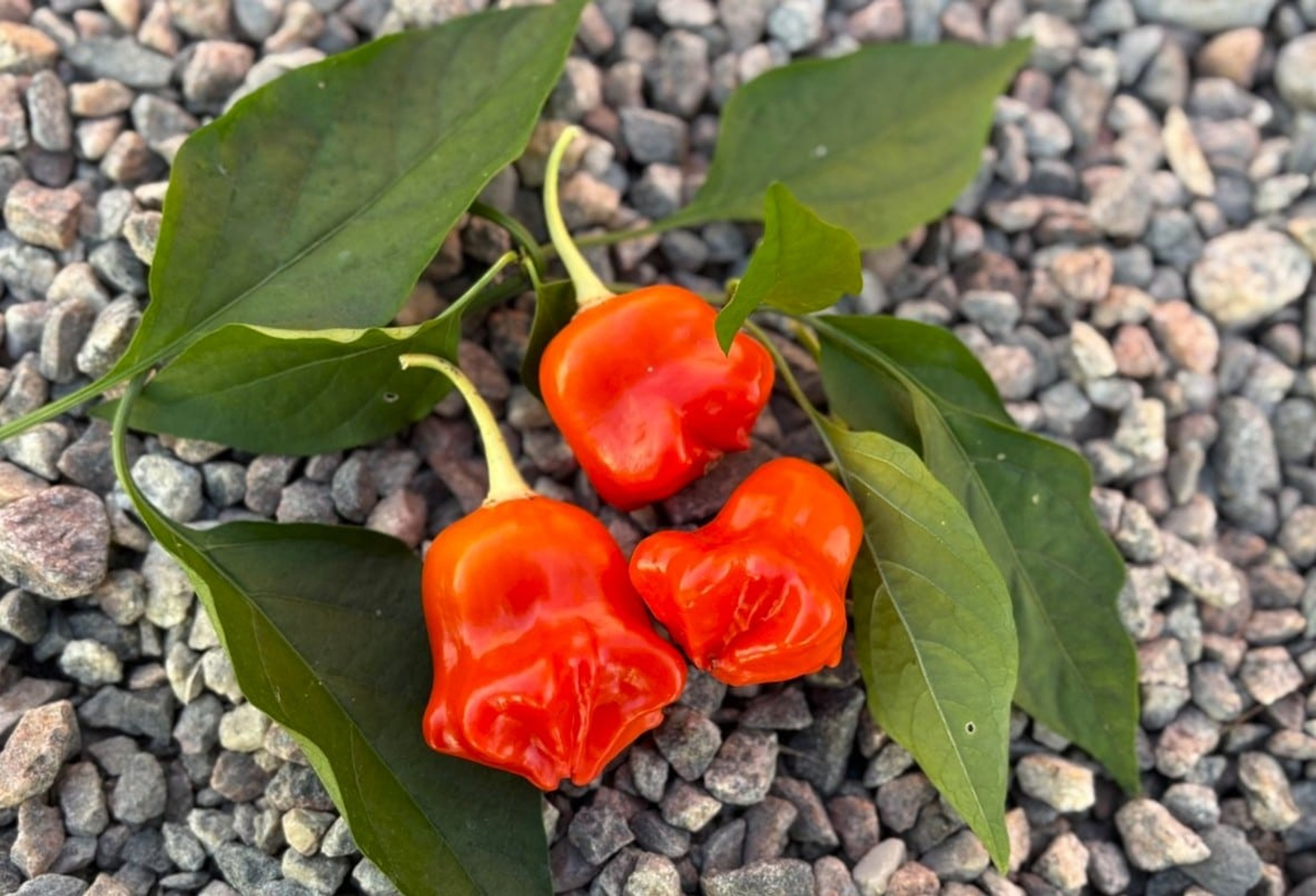 Mad Hatter - Svenskodlade chilifrön från Svenska Frön