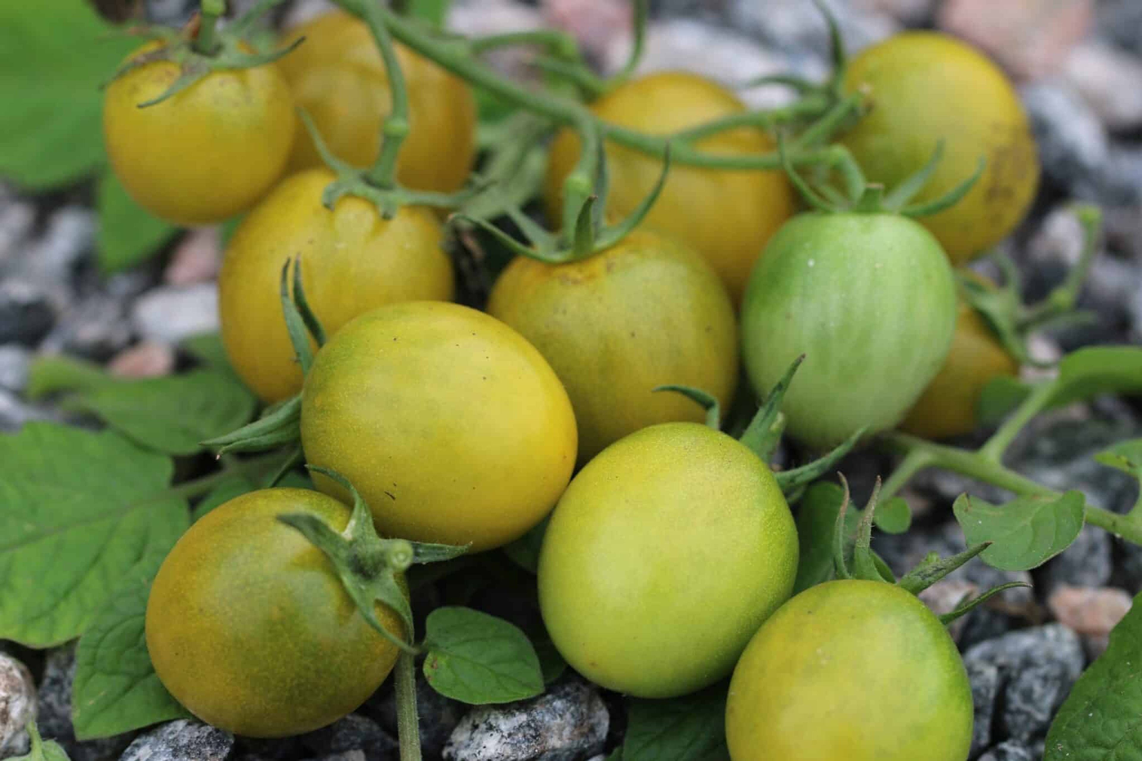 Green Grape - Svenskodlade tomatfrön från Svenska Frön