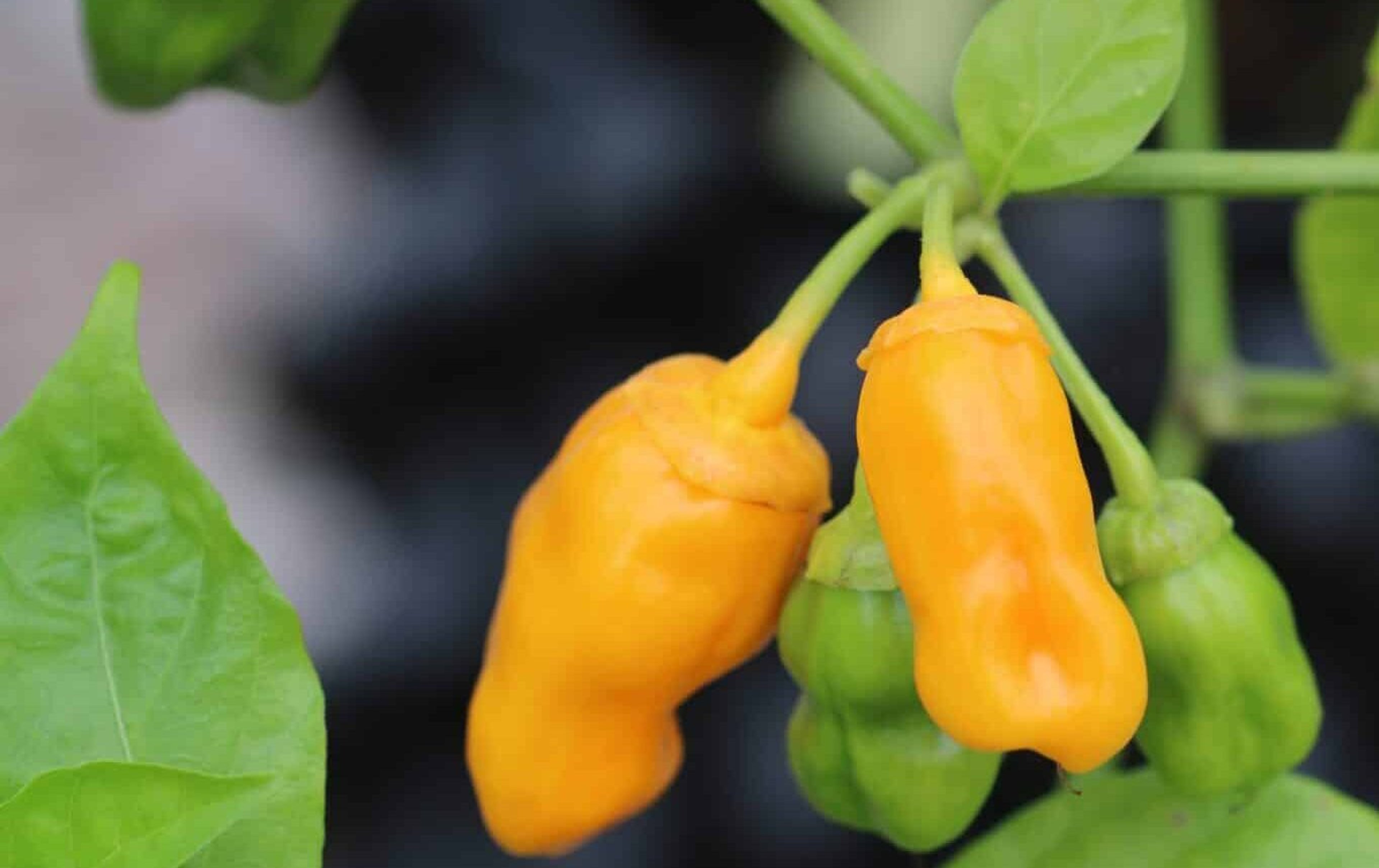 7 Pot Bubblegum Yellow - Svenskodlade chilifrön från Svenska Frön