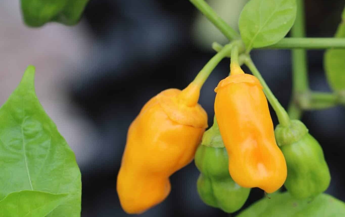 Köp 7 Pot Bubblegum Yellow - Chilifrön online hos Svenska Frön 7 Pot Bubblegum Yellow - Svenskodlade chilifrön från Svenska Frön