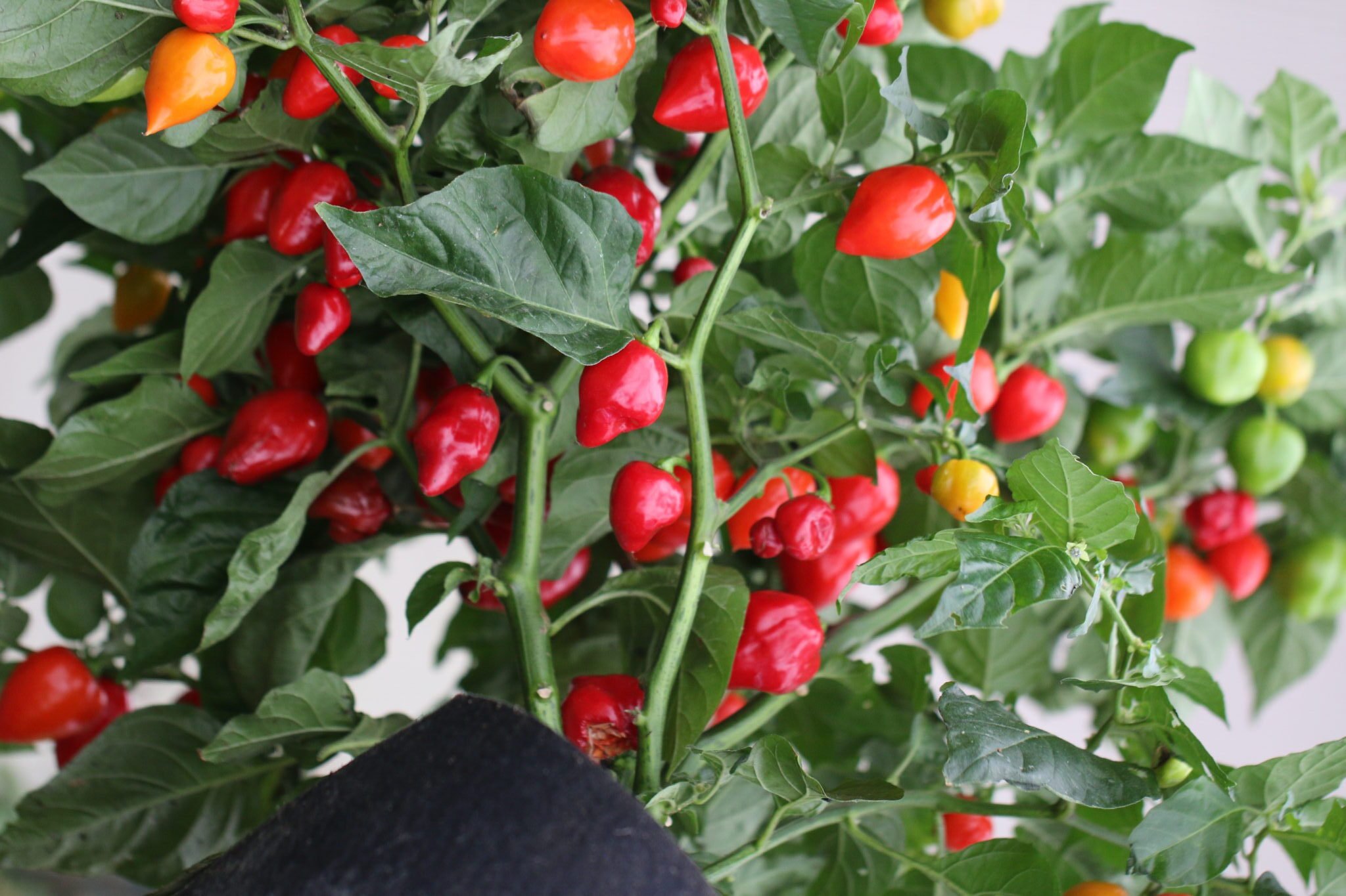 Köp Red Savina - Chilifrön online hos Svenska Frön Red Savina - Svenskodlade chilifrön från Svenska Frön