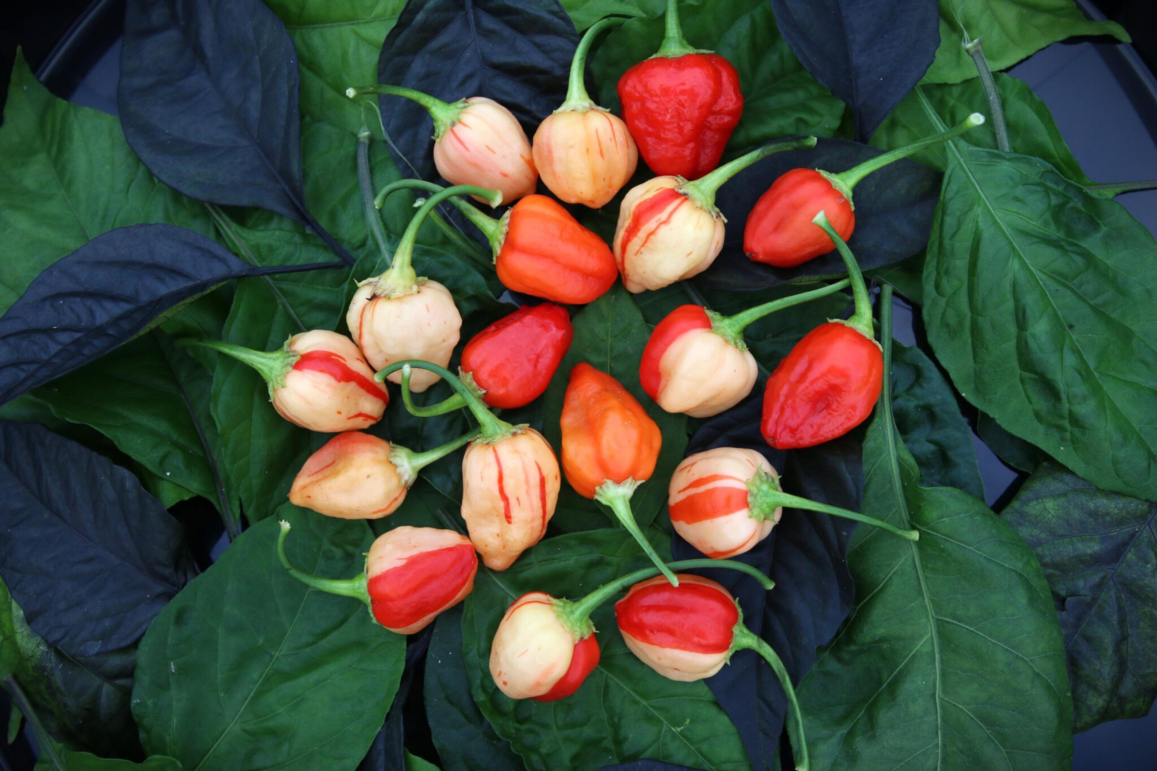 Peppapeach Stripey miniatyrbild 2