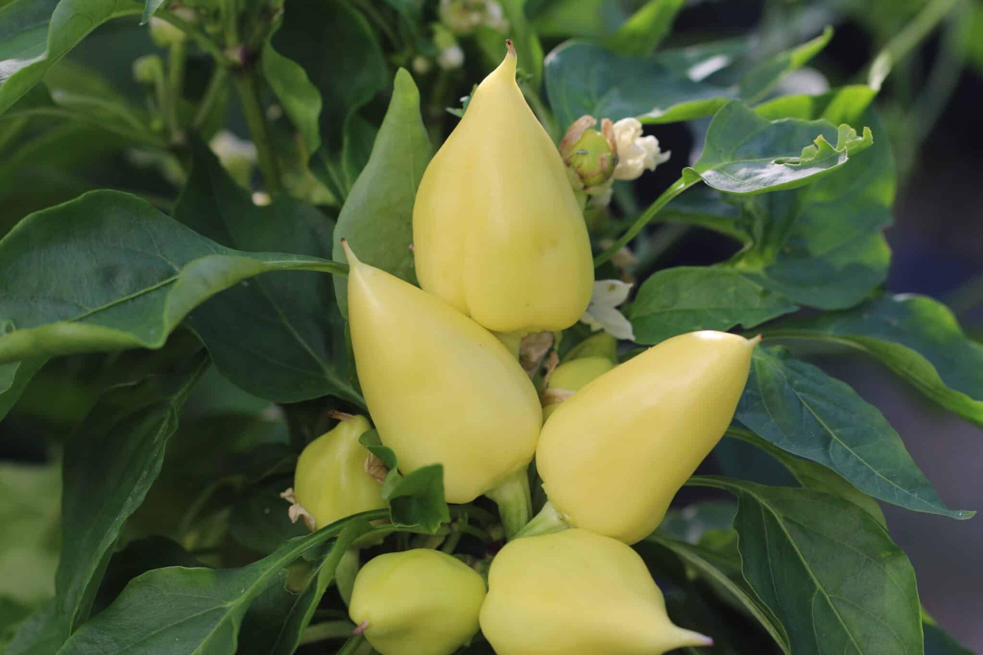 Feher Ozon miniatyrbild 2