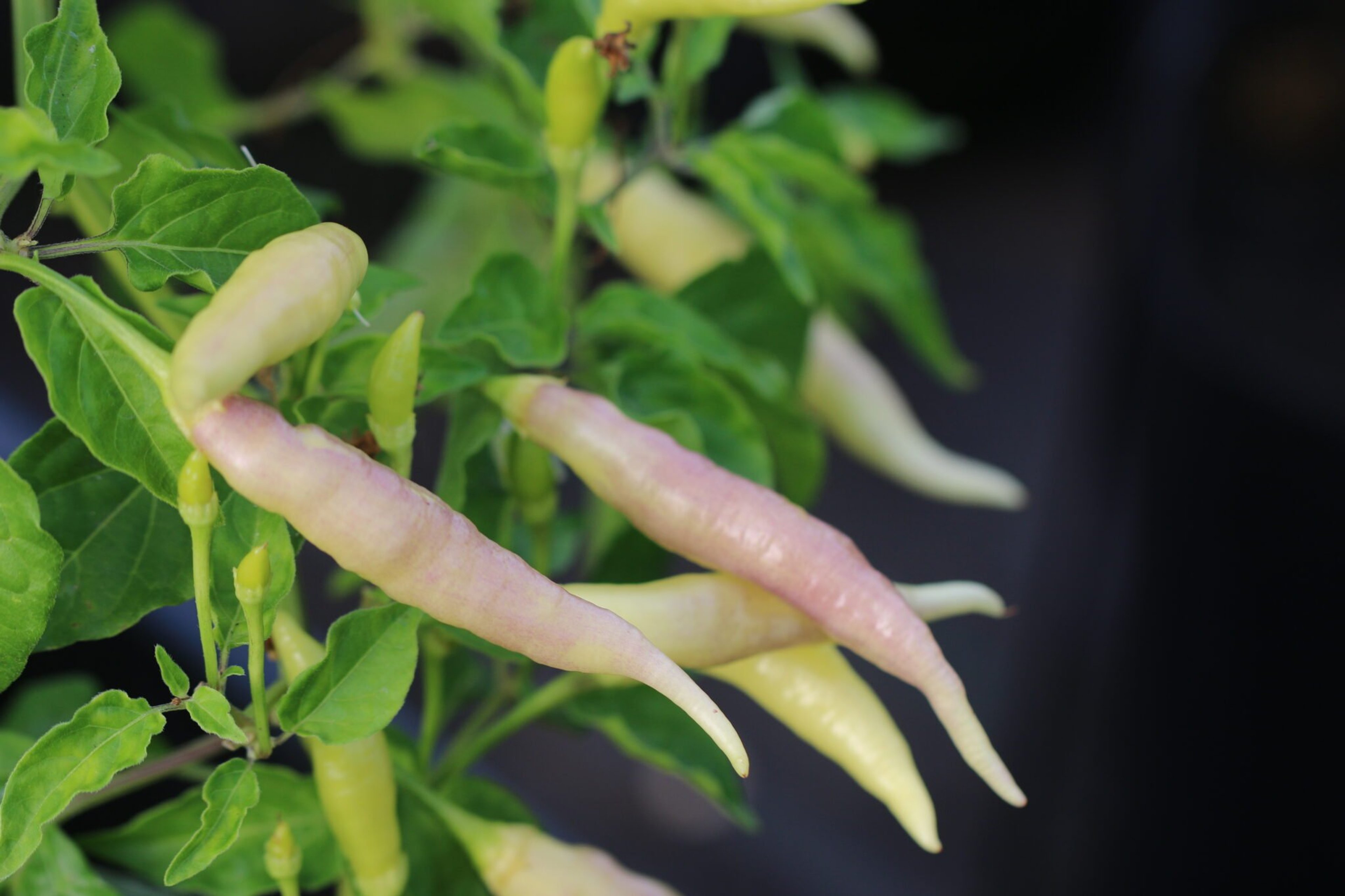 Aji Omnicolor x Aji Pineapple F3 - Svenskodlade chilifrön från Svenska Frön