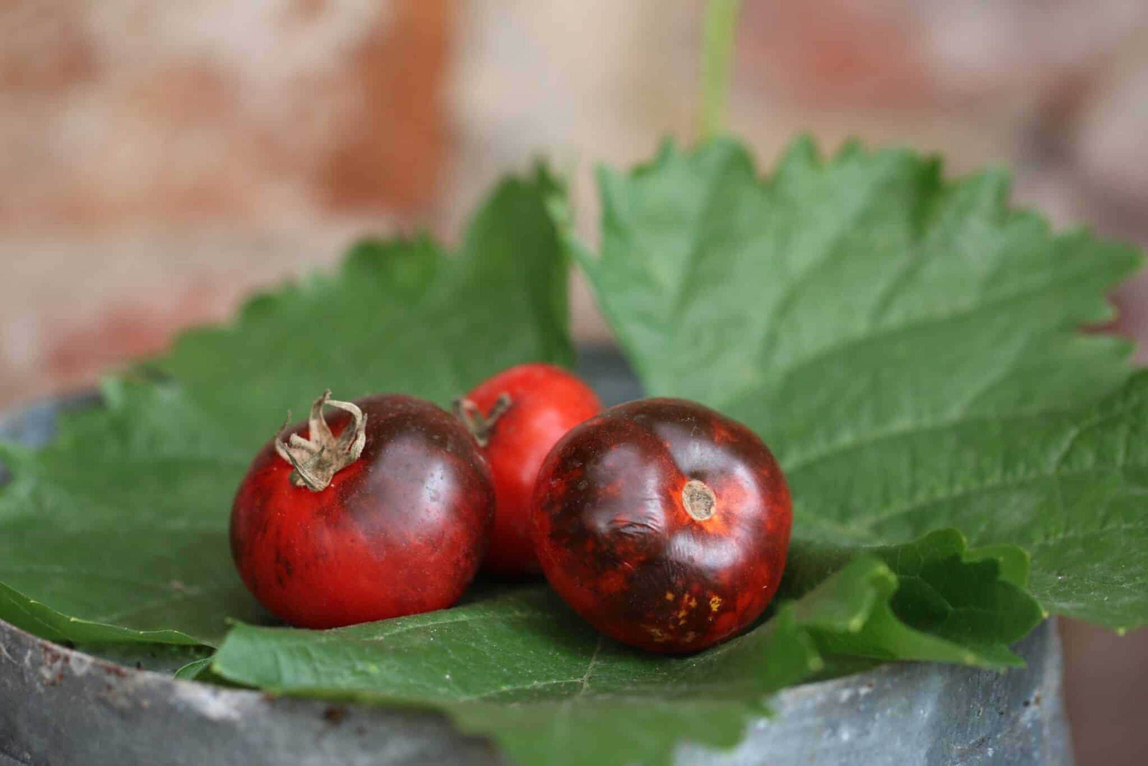 Blue Apple - Svenskodlade tomatfrön från Svenska Frön