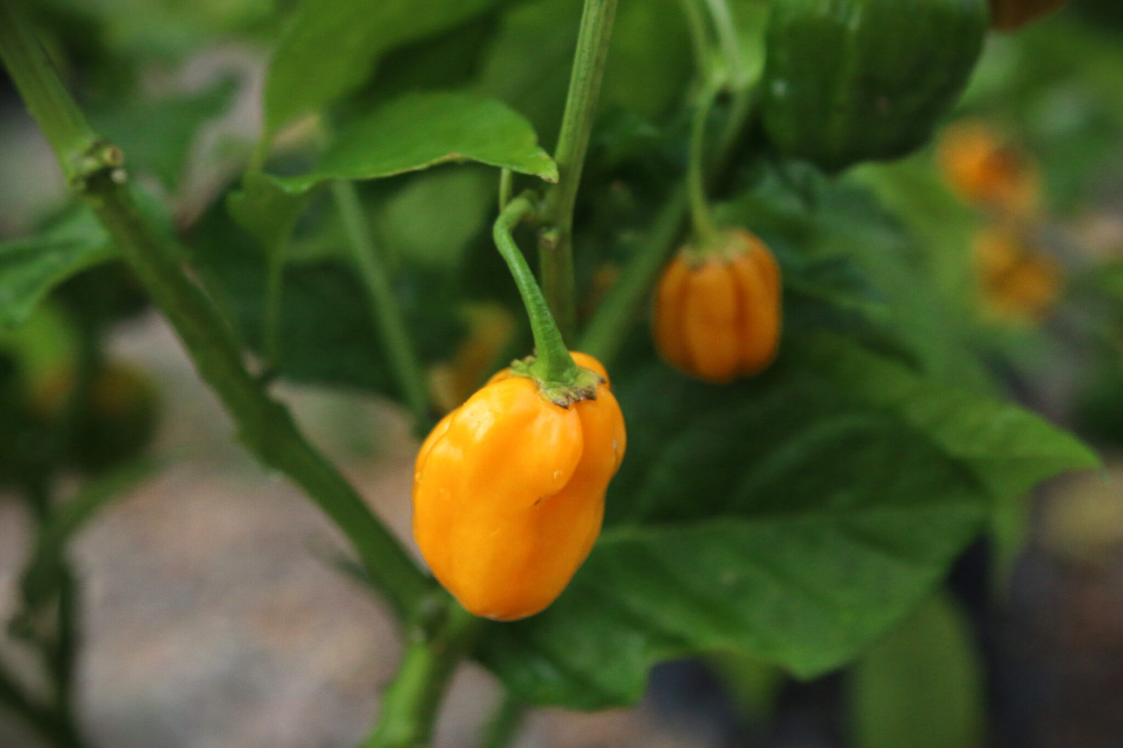 Yellow Bumpy - Svenskodlade chilifrön från Svenska Frön