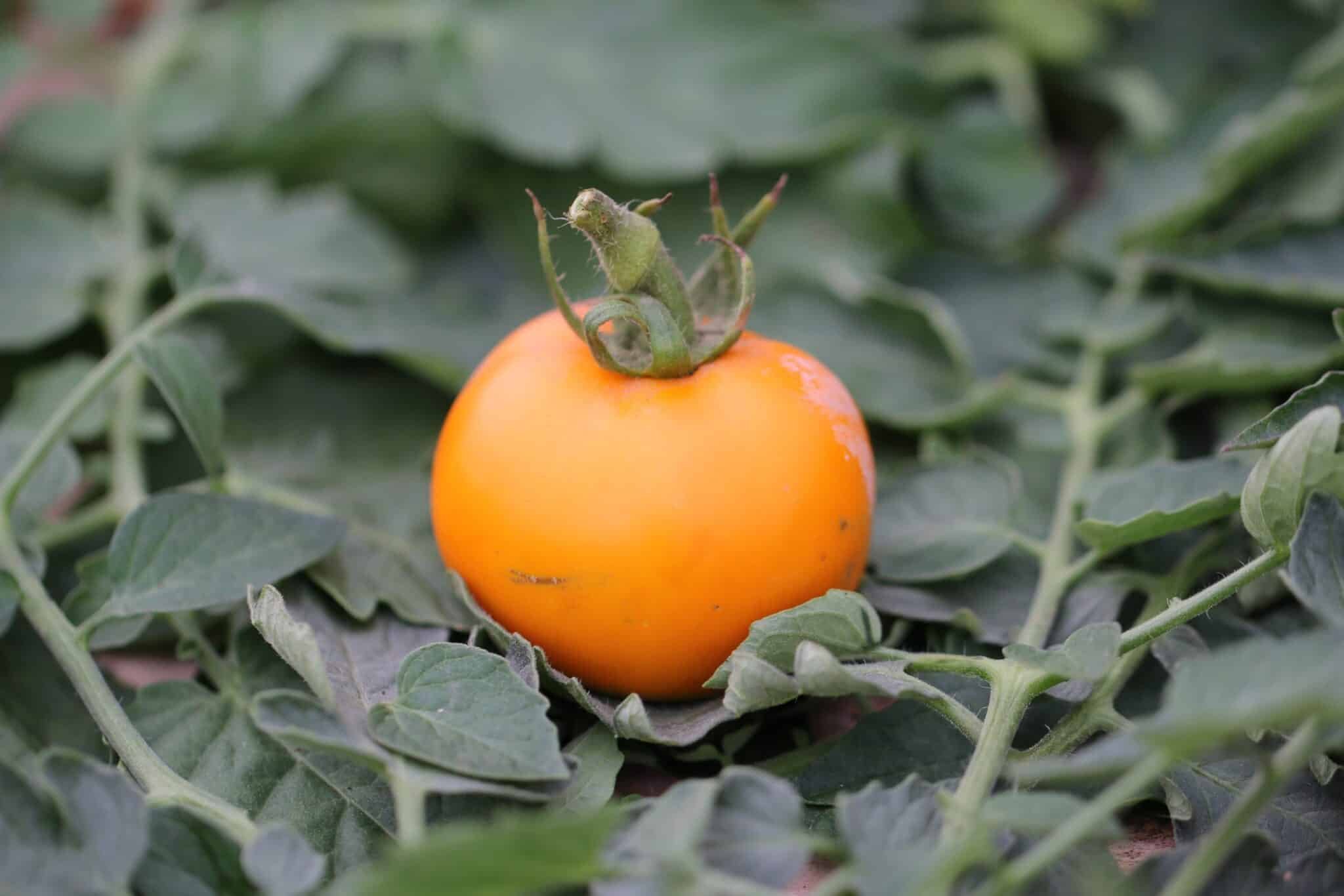 Köp Golden Ozarowski - Tomatfrön online hos Svenska Frön Golden Ozarowski - Svenskodlade tomatfrön frÄn Svenska Frön