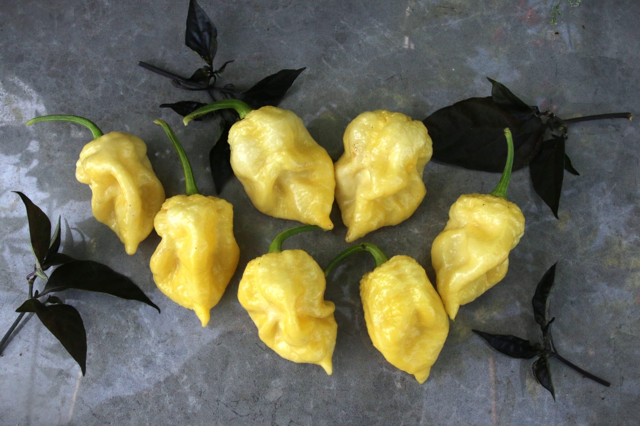 Köp Faddas Moruga White - Chilifrön online hos Svenska Frön Faddas Moruga White - Svenskodlade chilifrön från Svenska Frön