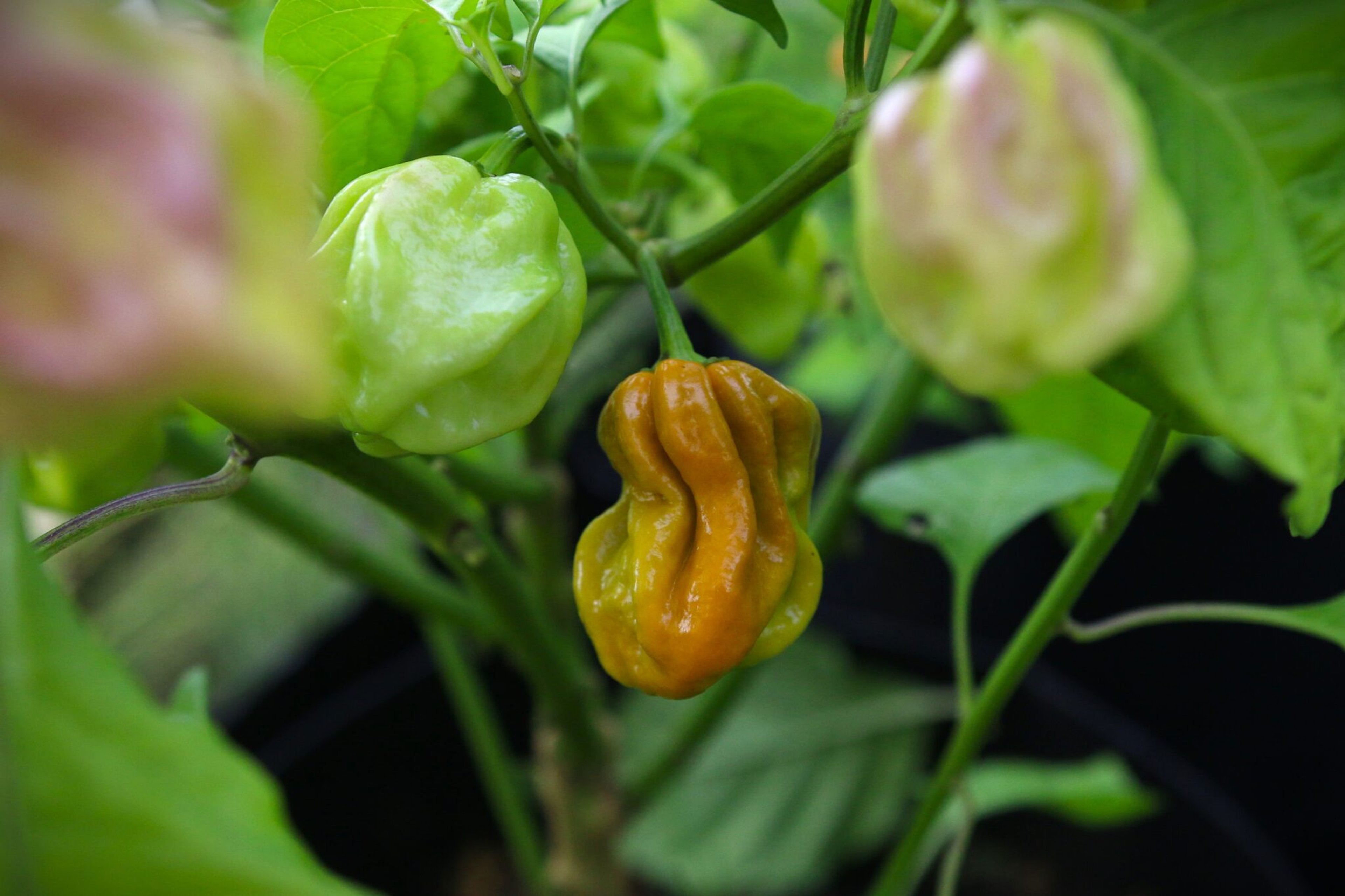 Habanero Mustard - Svenskodlade chilifrön från Svenska Frön