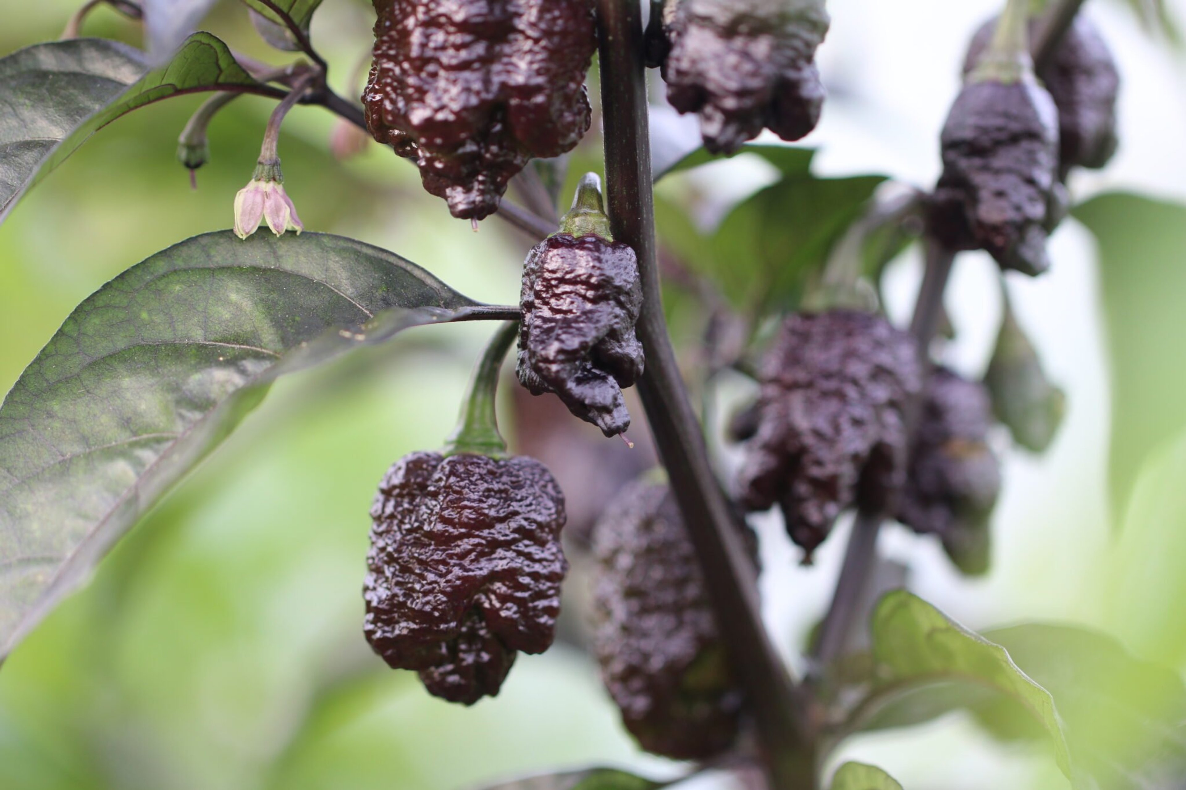 Testanera Chocolate D.D - Svenskodlade chilifrön från Svenska Frön