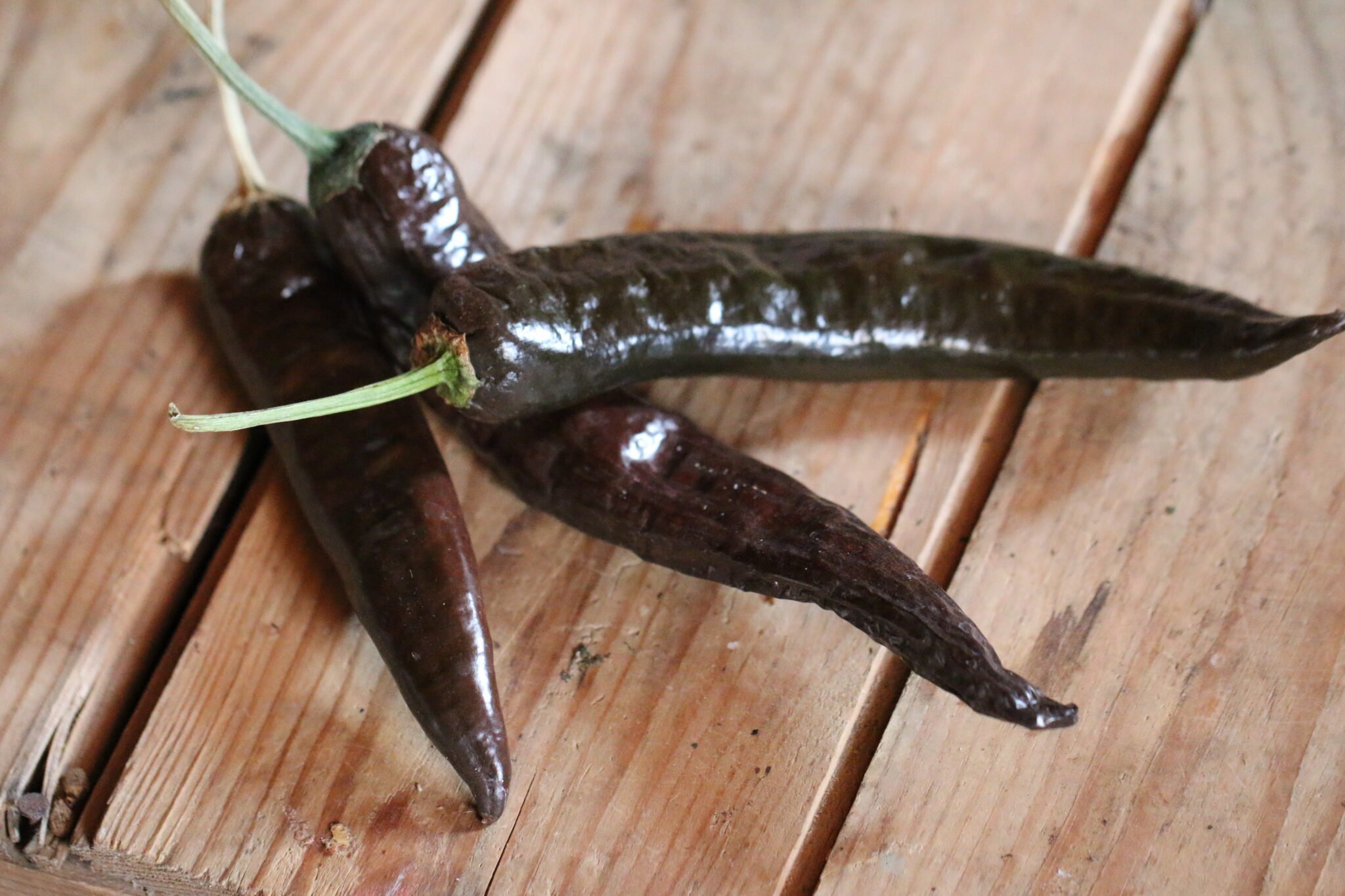 Köp Cacho Negro - Chilifrön online hos Svenska Frön Cacho Negro - Svenskodlade chilifrön från Svenska Frön