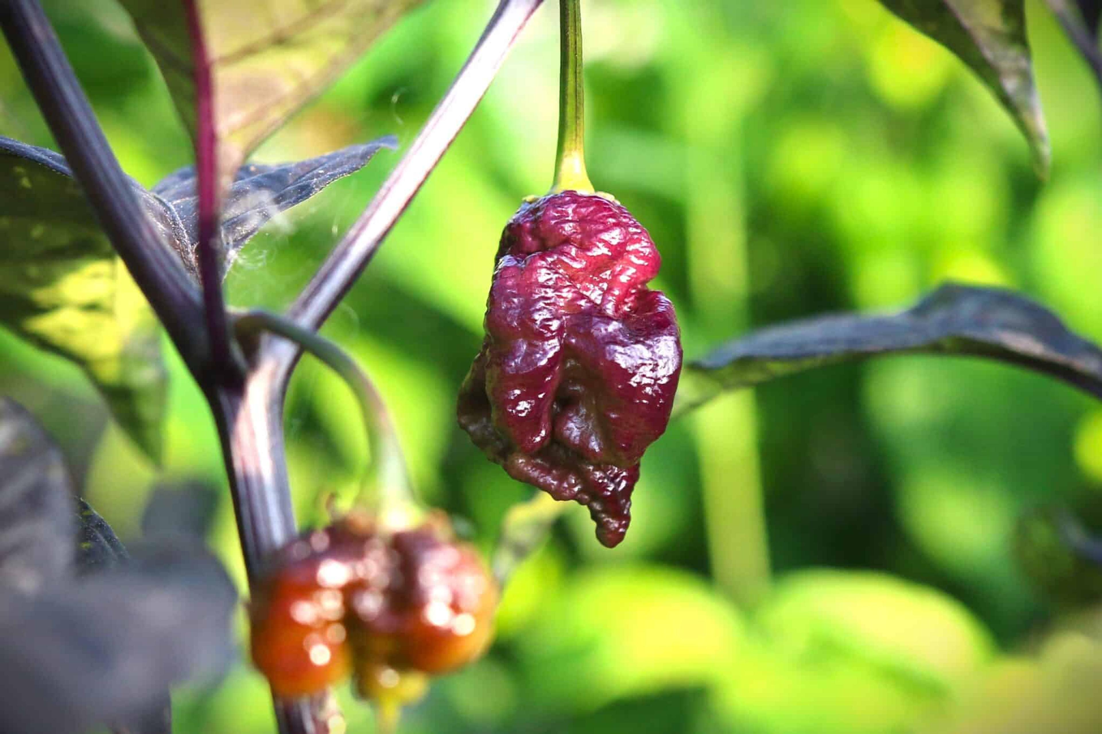 Carolina Reaper x T-rex miniatyrbild 2